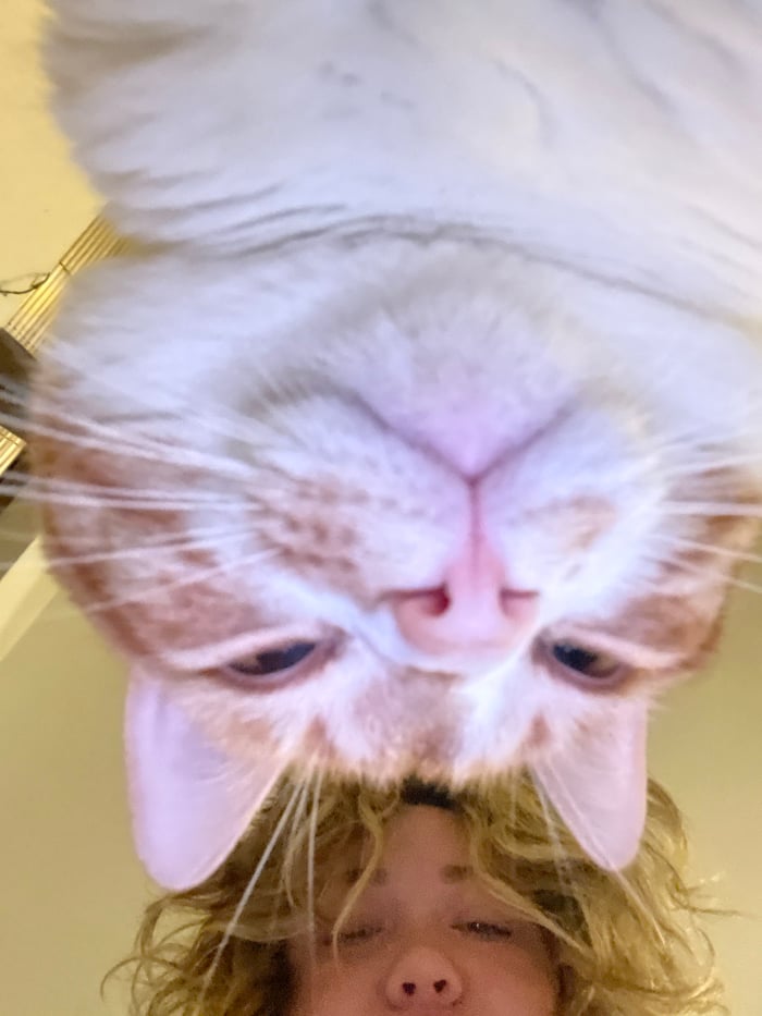 Couple enjoys evening with cat in Montenegro home