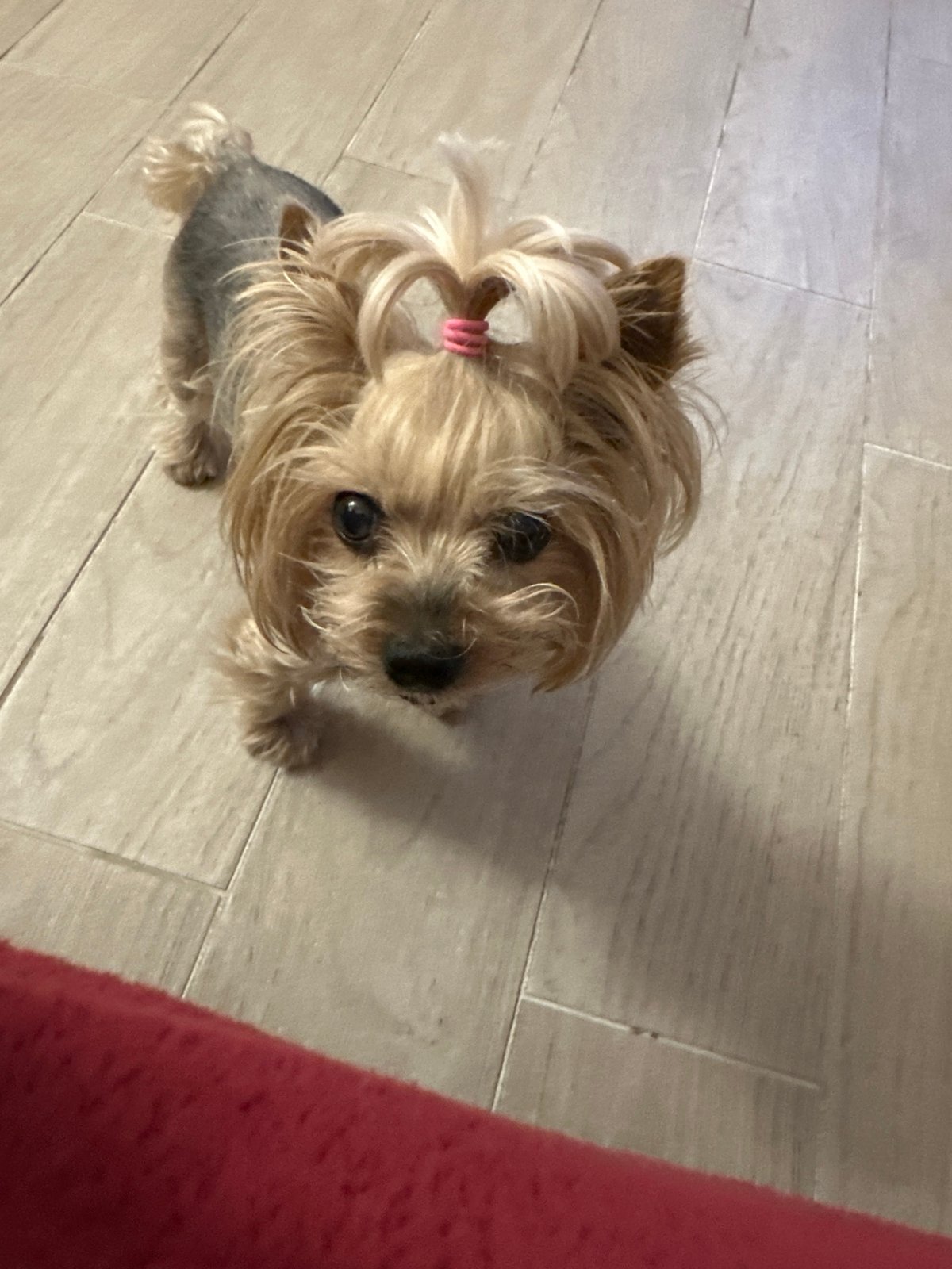 Sofia resident captures quiet evening at home with pet