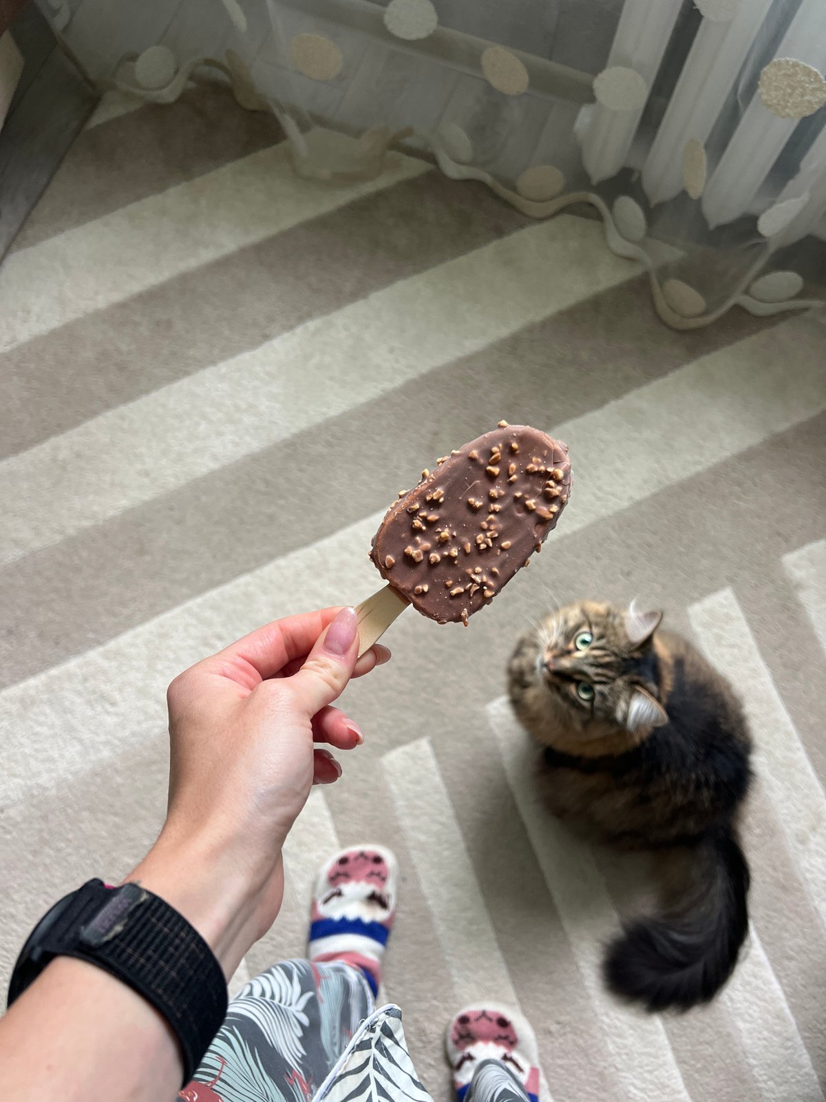 Early morning domestic moments with cats and ice cream in Chaikovsky