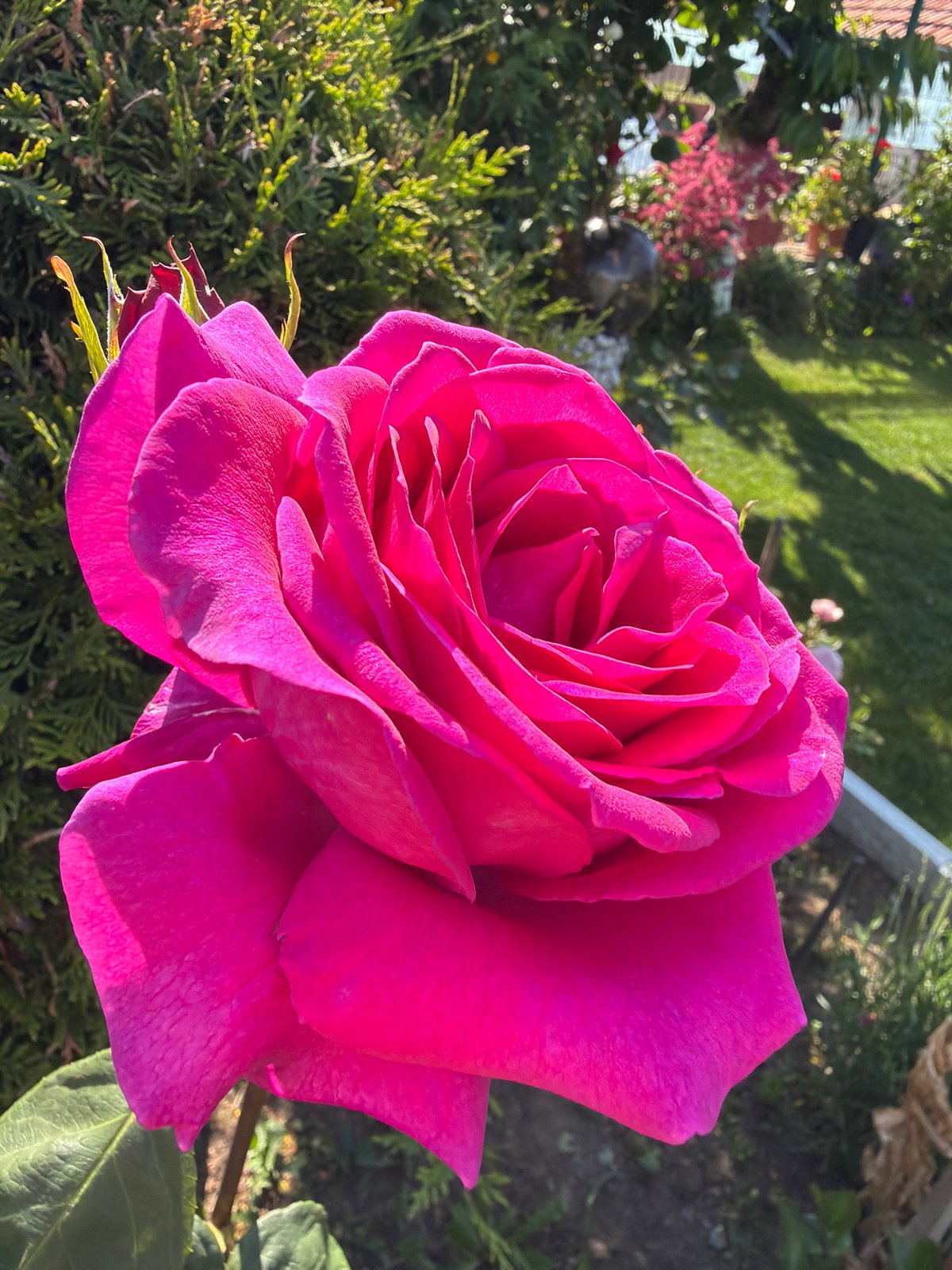 Roses bloom in Bulgarian village amid spring afternoon