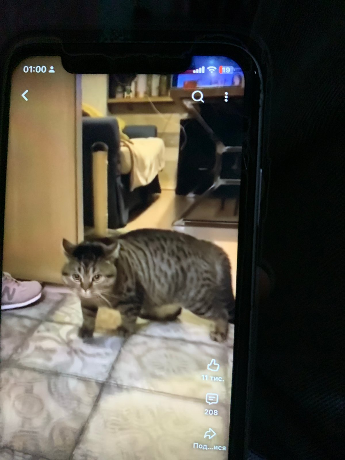 Late-night car ride in Zhmerynka, cats and phone scrolling included