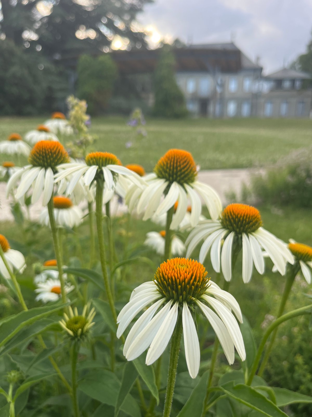 Geneva community garden: chickens, veggies, wooden structures, and chill vibes