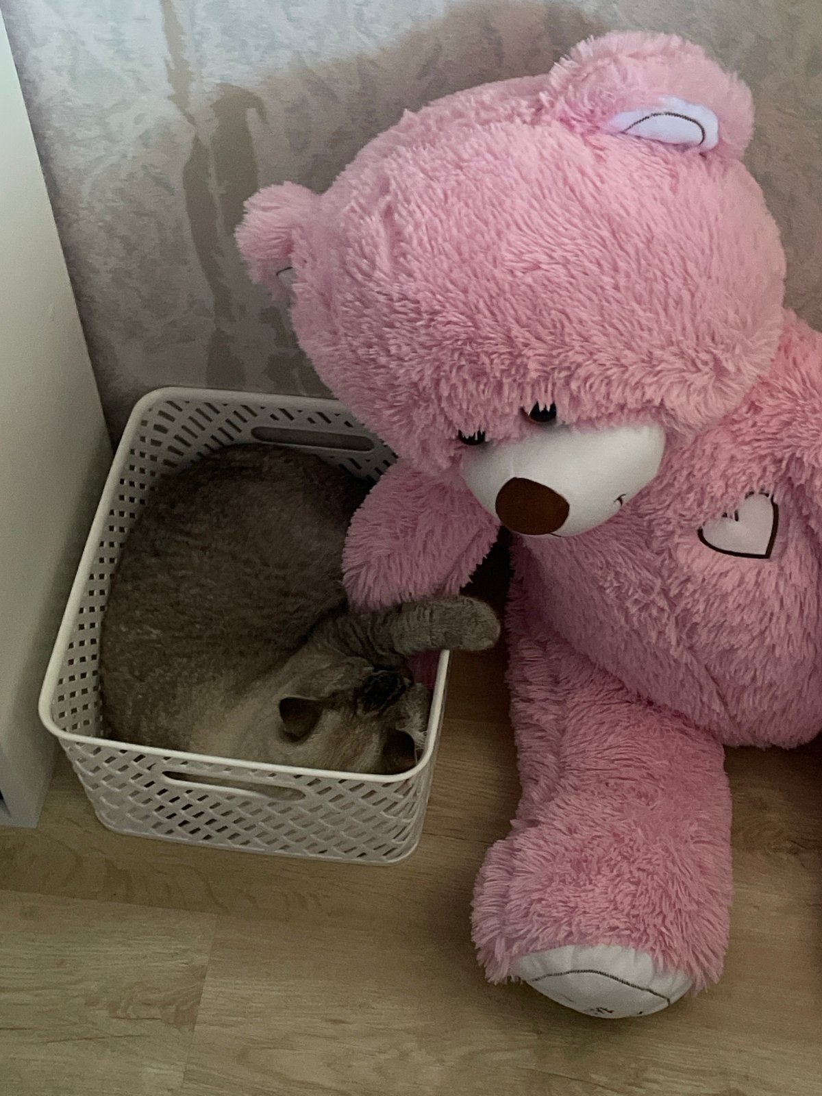 Quiet morning with pets and everyday moments in Votkinsk