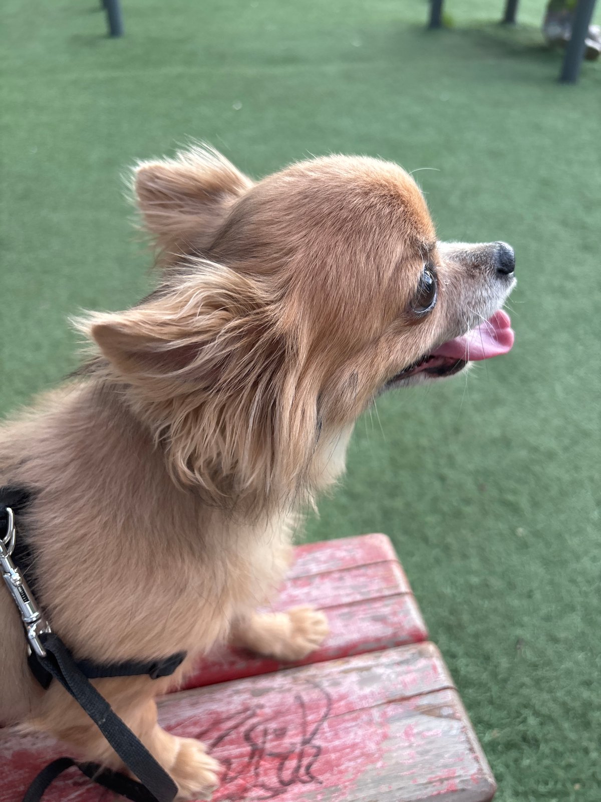 Dog walker enjoys afternoon outing in Moscow park