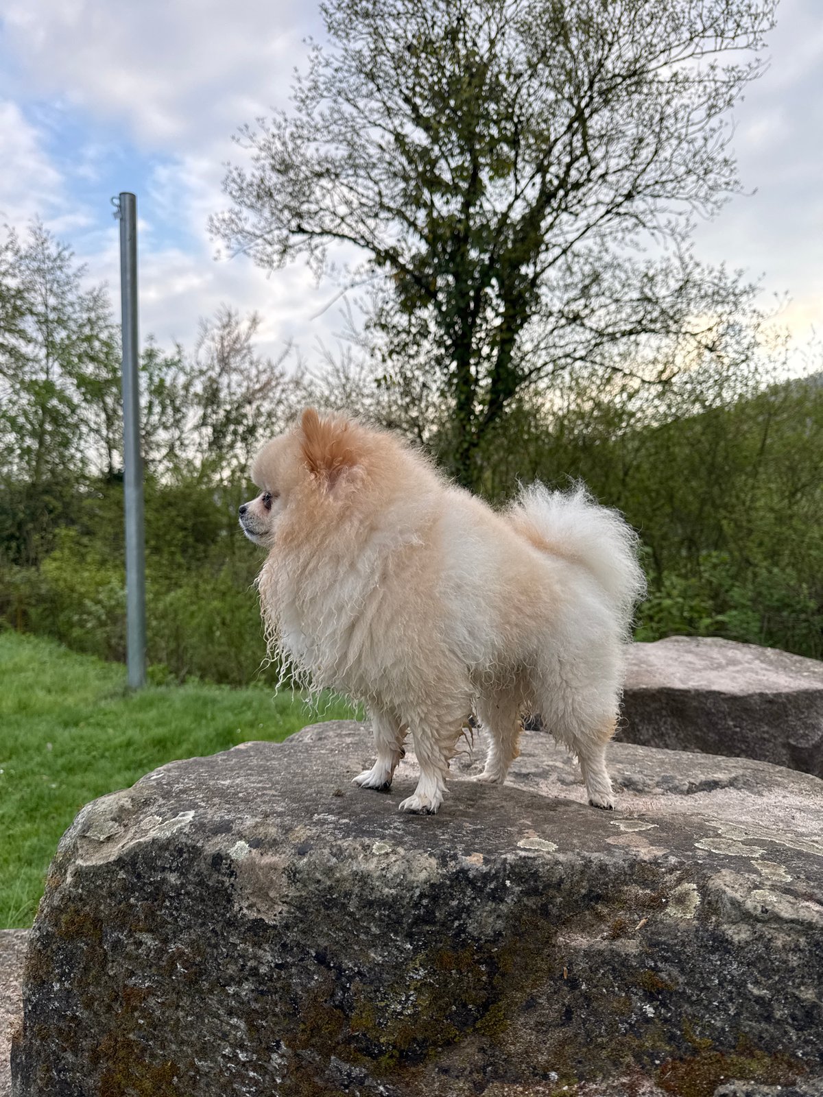 Pomeranian dog spotted on rock formation in German town