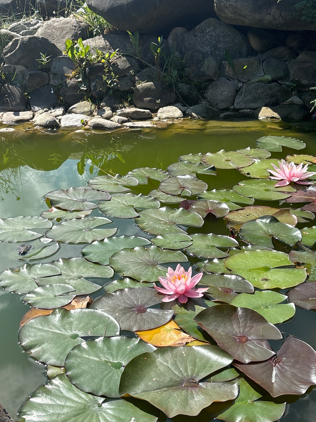 Water lilies in bloom on a lily pad-covered pond in Tatariv