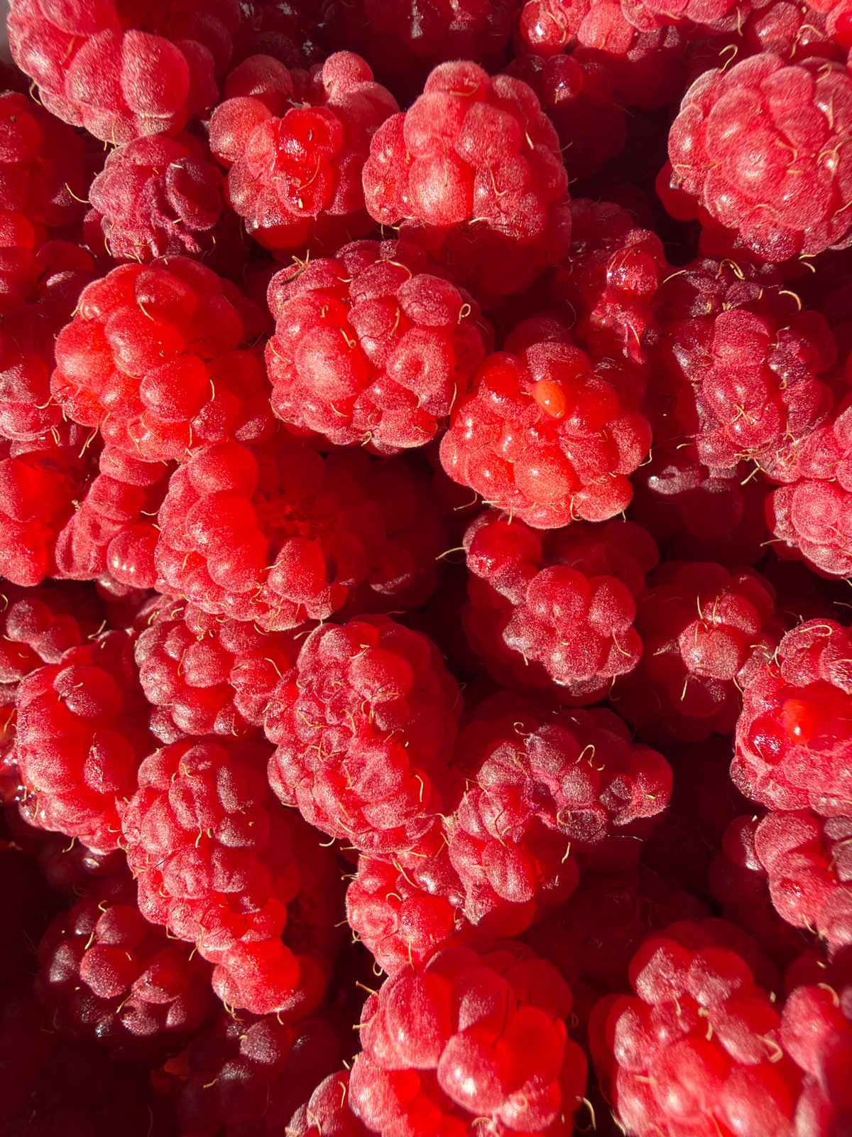 Summer snapshots: raspberries, roses, and wading in Chaikovsky