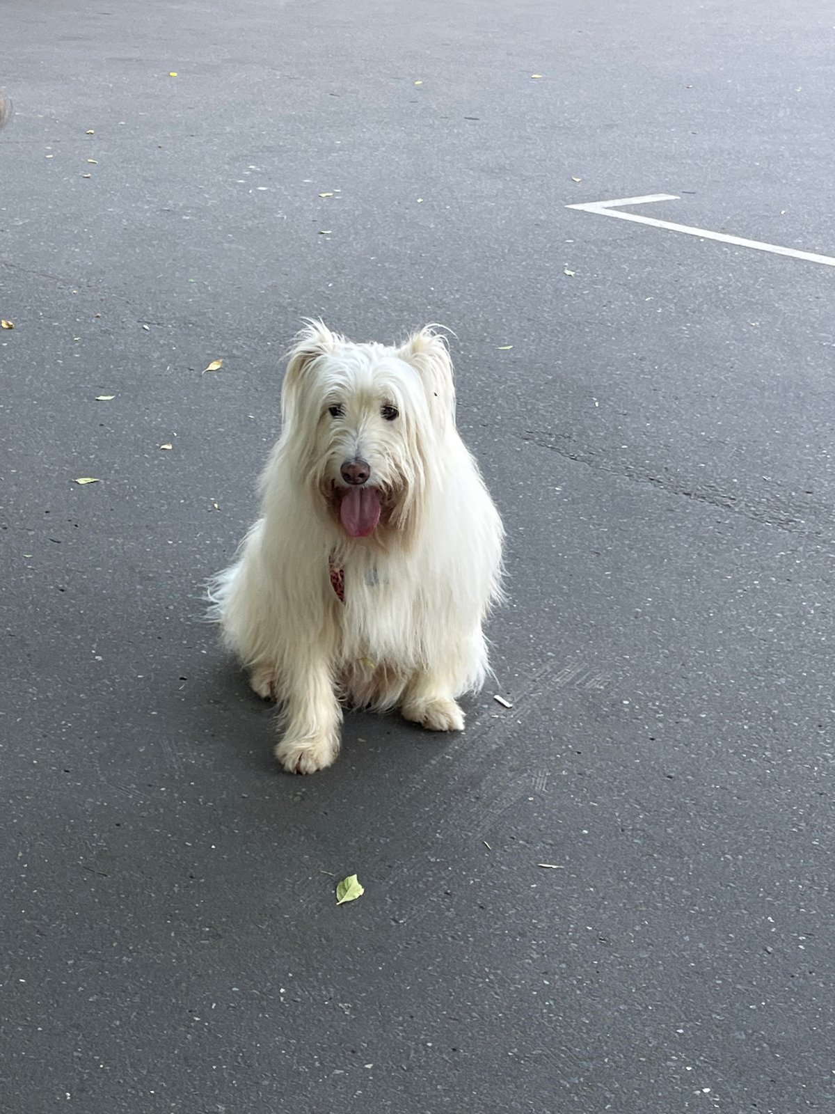 Morning dog walk outside Hotel Ukraina, Kutuzovsky Prospekt