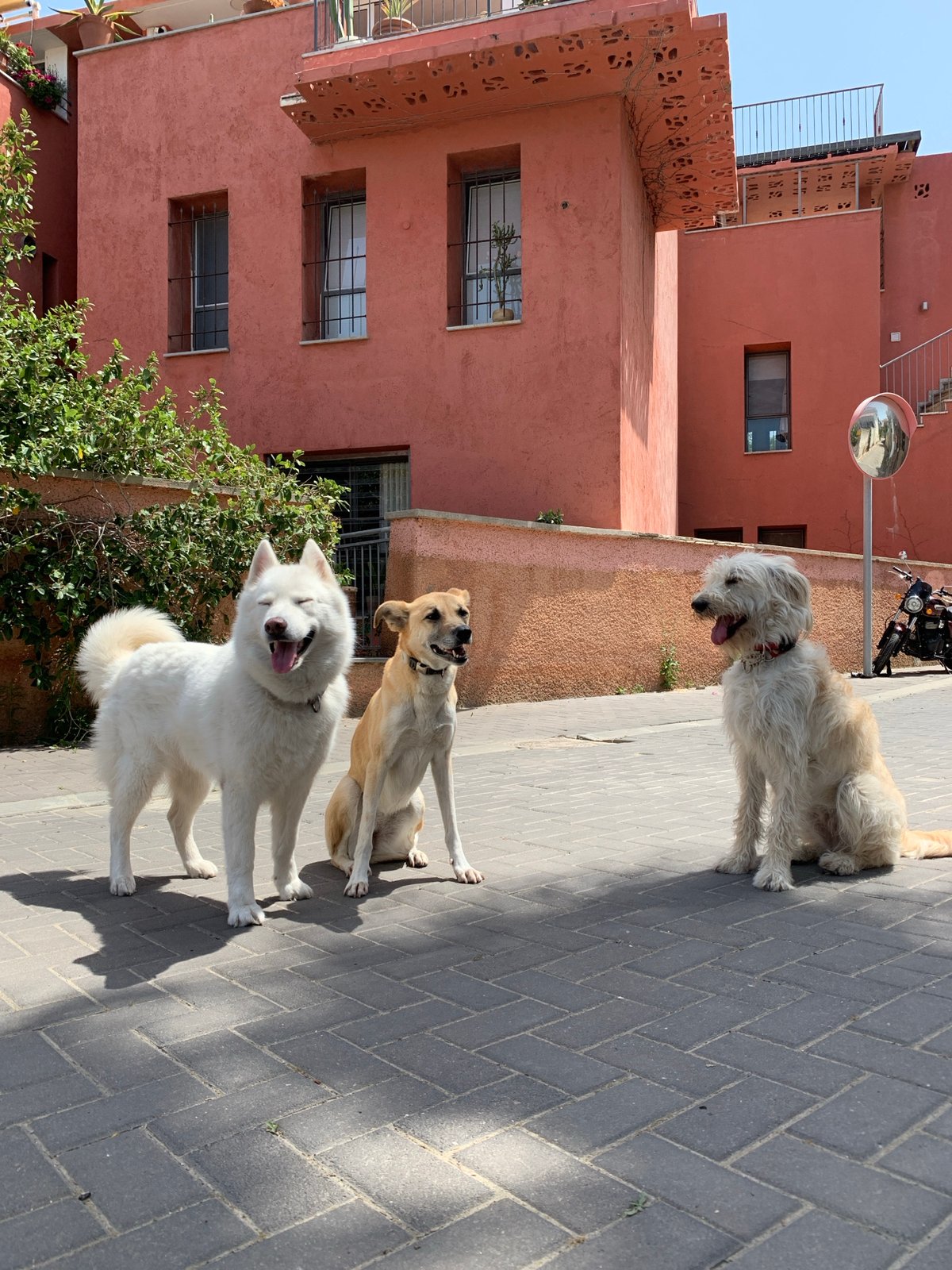 Morning moments captured across Tel Aviv neighborhoods and Jaffa