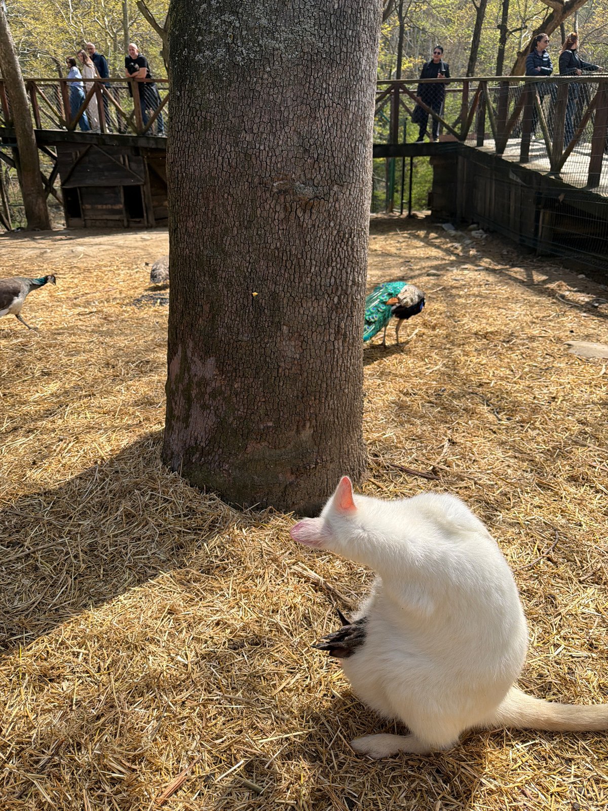Zoo visitor documents kangaroos, peacocks at Sandanski Park