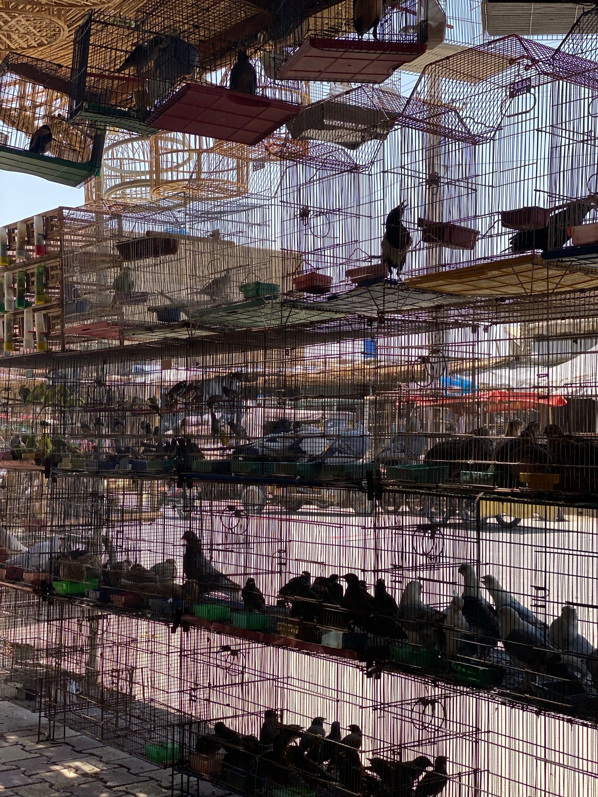 Kandahar bird market, cages stacked high with pigeons and songbirds