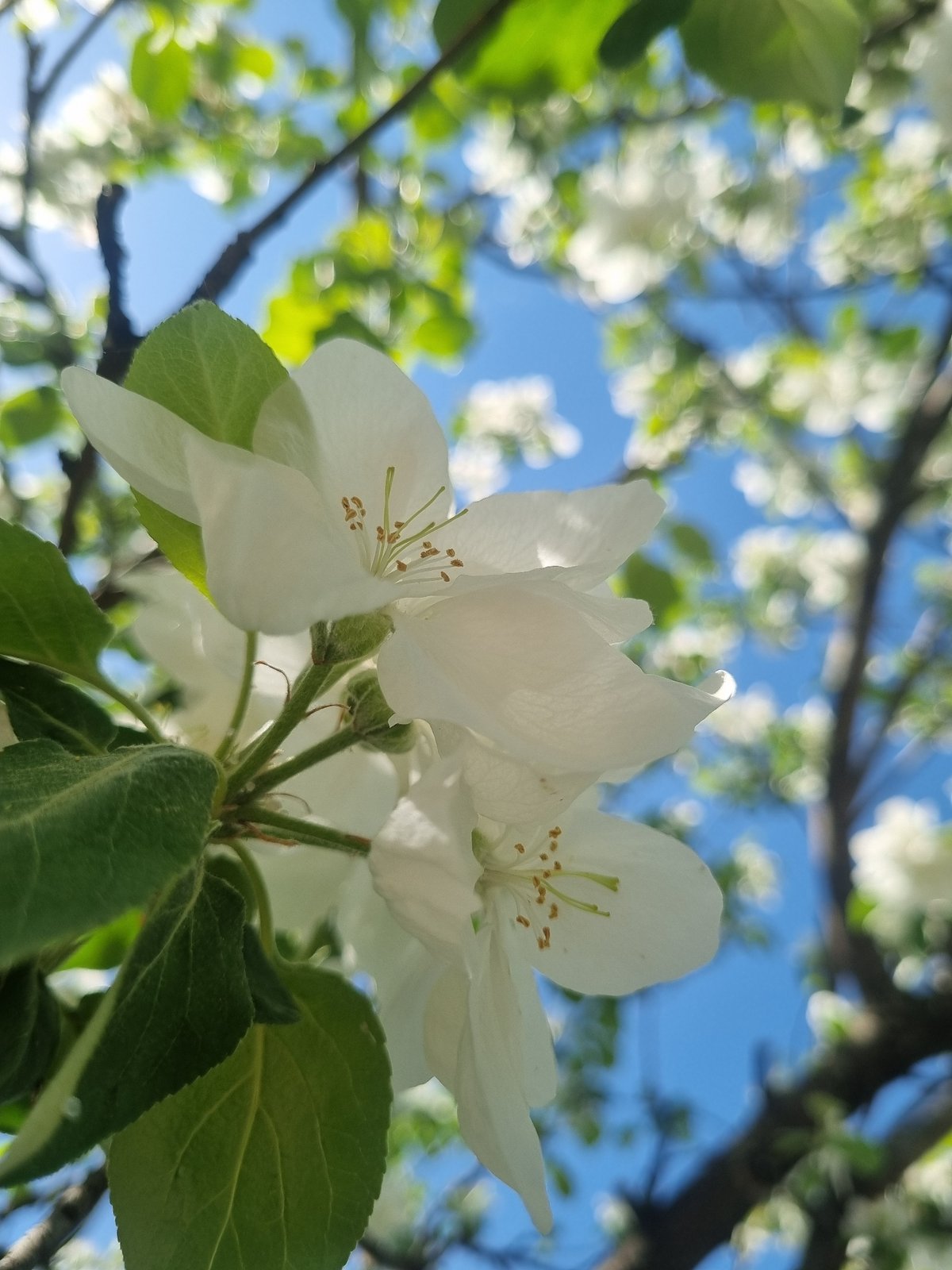 Spring blooms and morning moments captured in Chaikovsky, Russia
