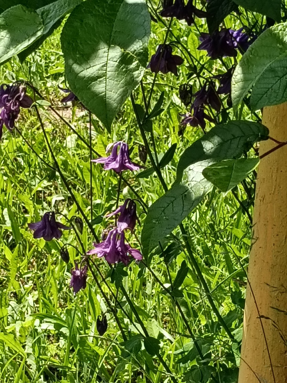 Morning village walk documented in Красный Маяк, Russia gardens