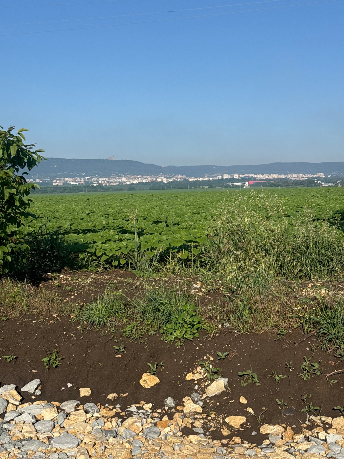Green agricultural fields documented in Shumen, Bulgaria