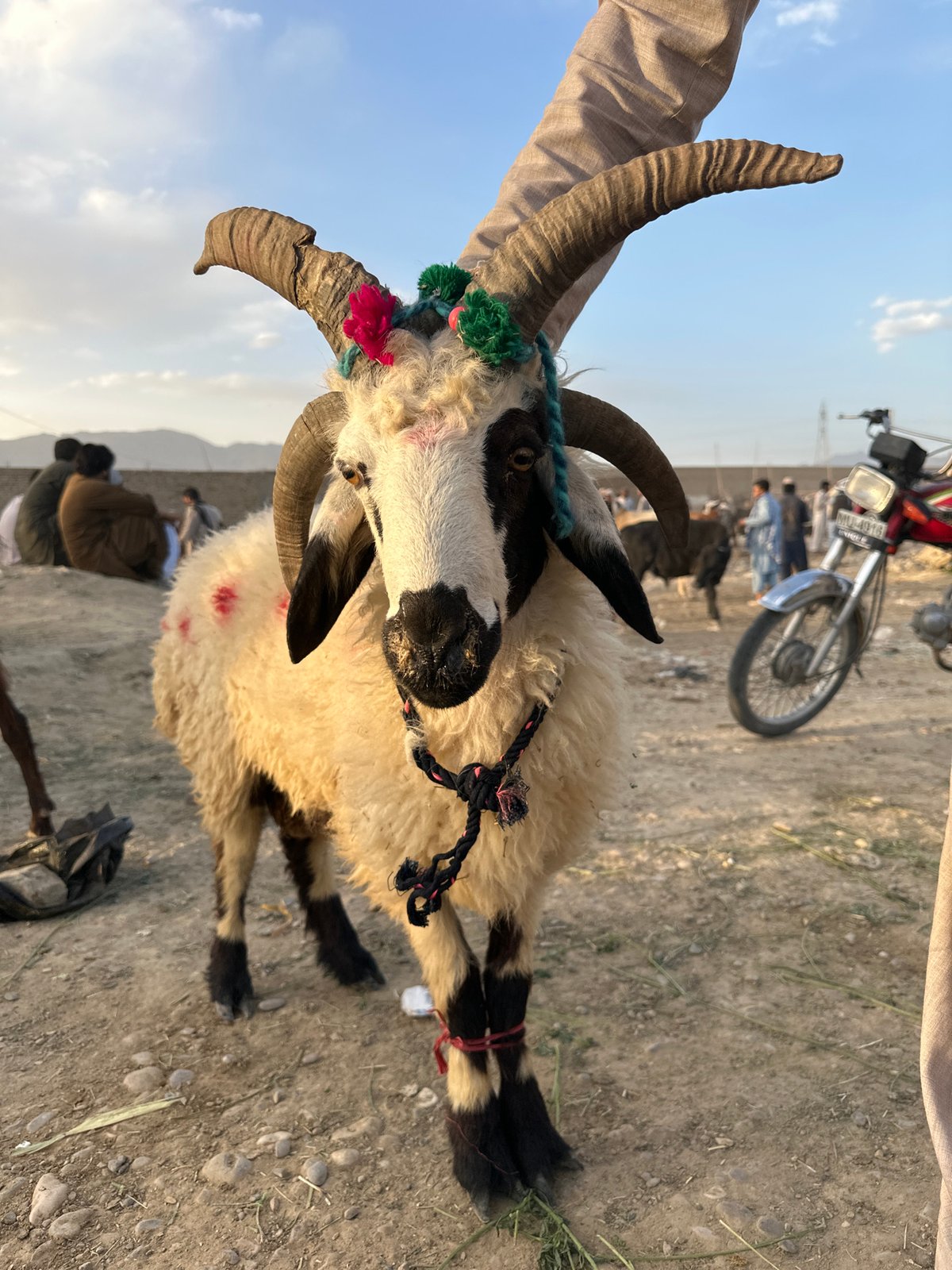 Livestock market activity documented near Quetta, Pakistan