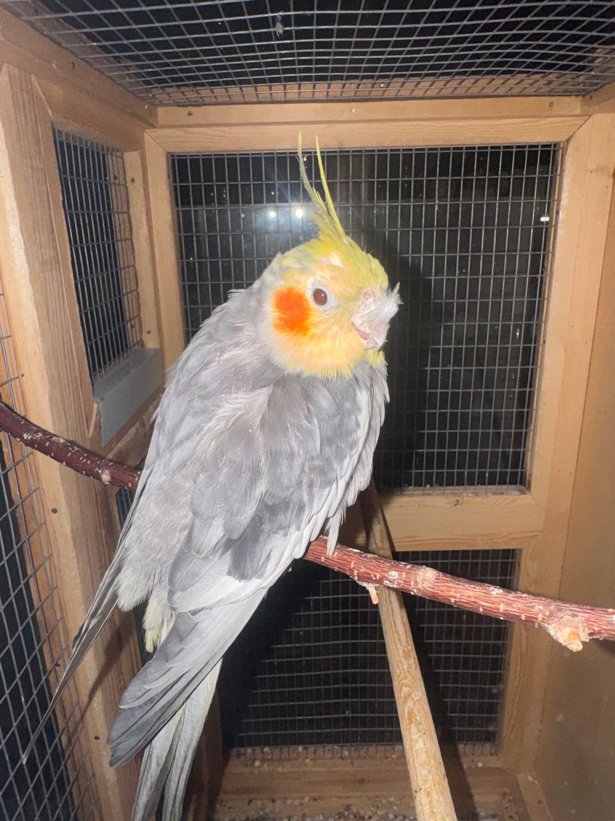 Chinchilla and pet birds at home in Shakhty