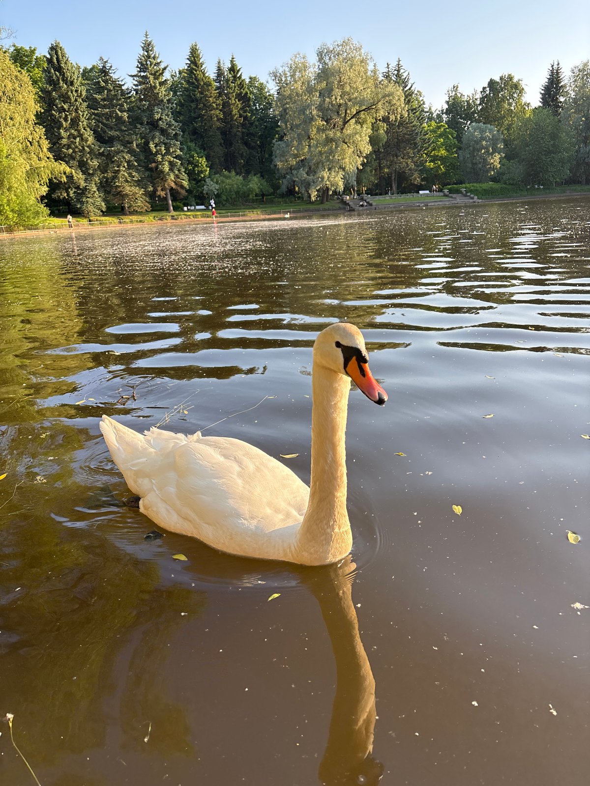 Swans and ducks observed in Saint Petersburg park lake