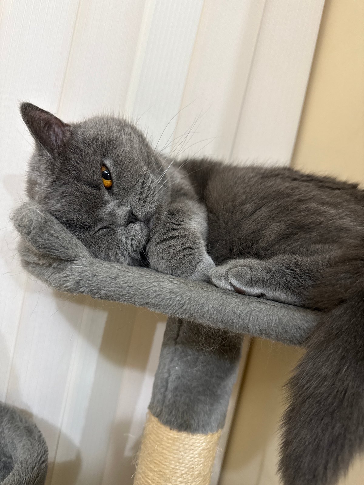 Grey cat naps peacefully on cat tree in Plovdiv home
