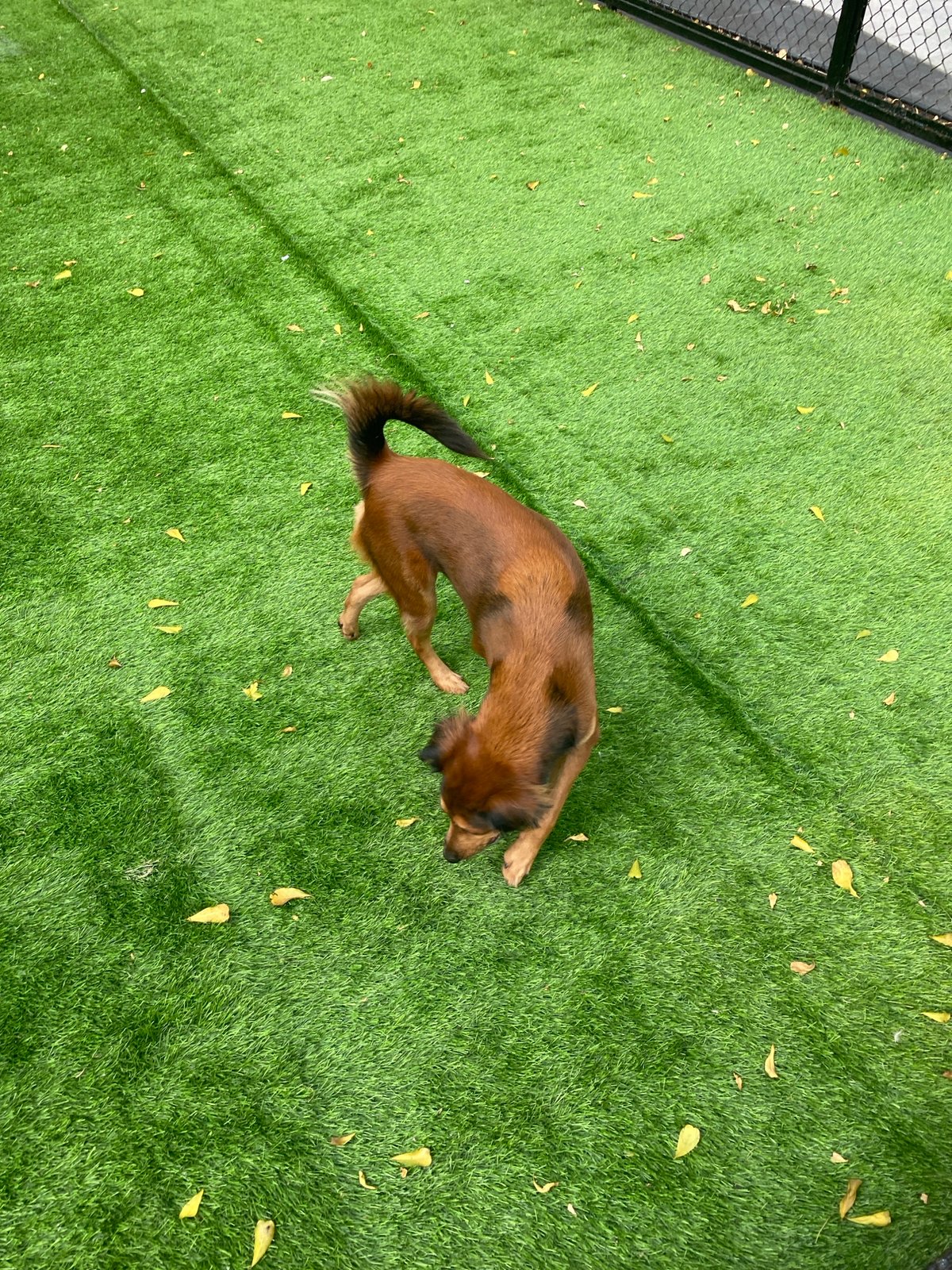 Morning at Gading Walk: dog park, quirky sculptures, and food stalls
