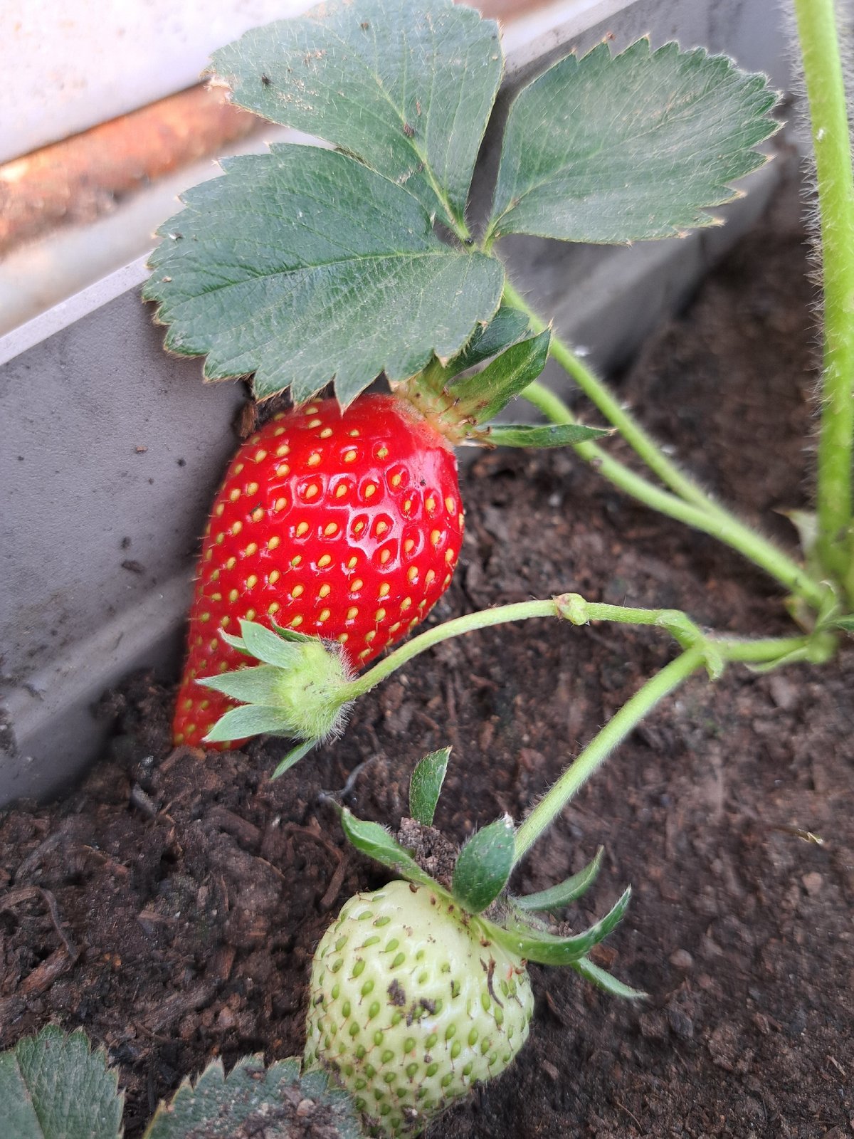 Black puppy plays in garden with strawberries