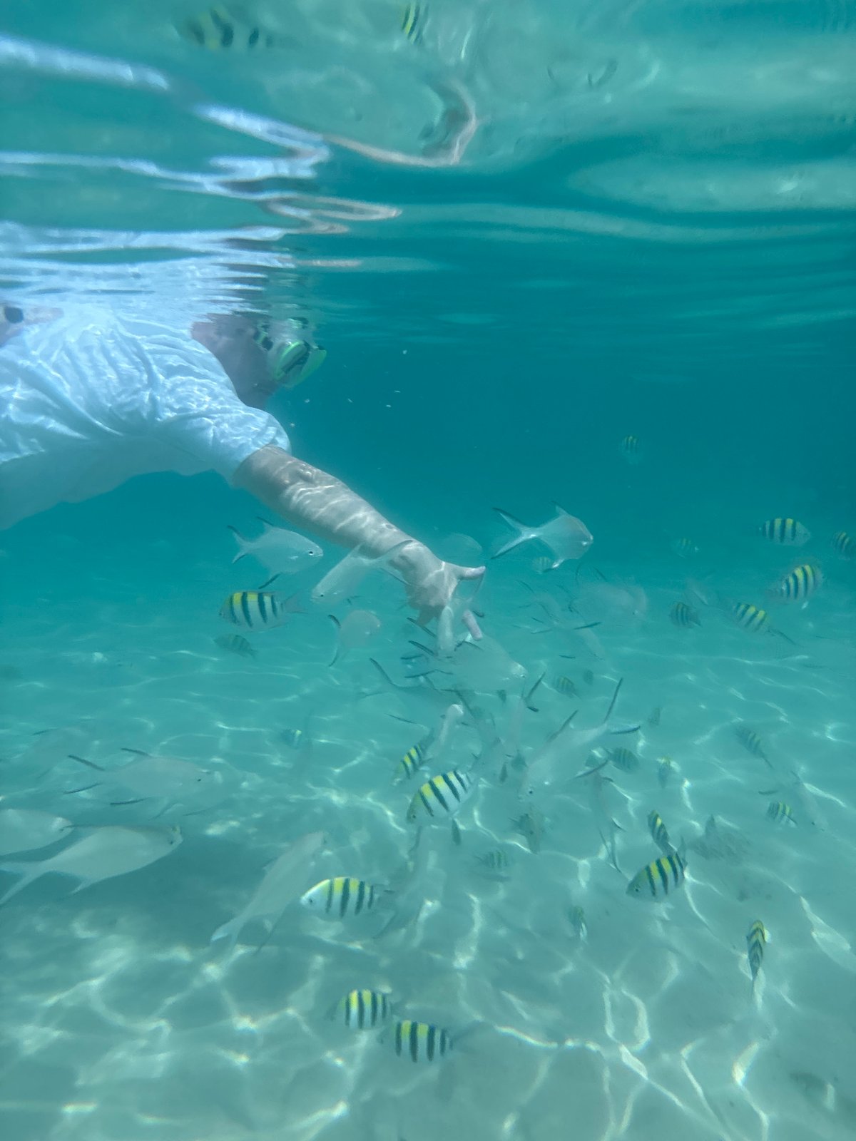 Snorkeler encounters fish school in clear Thai waters