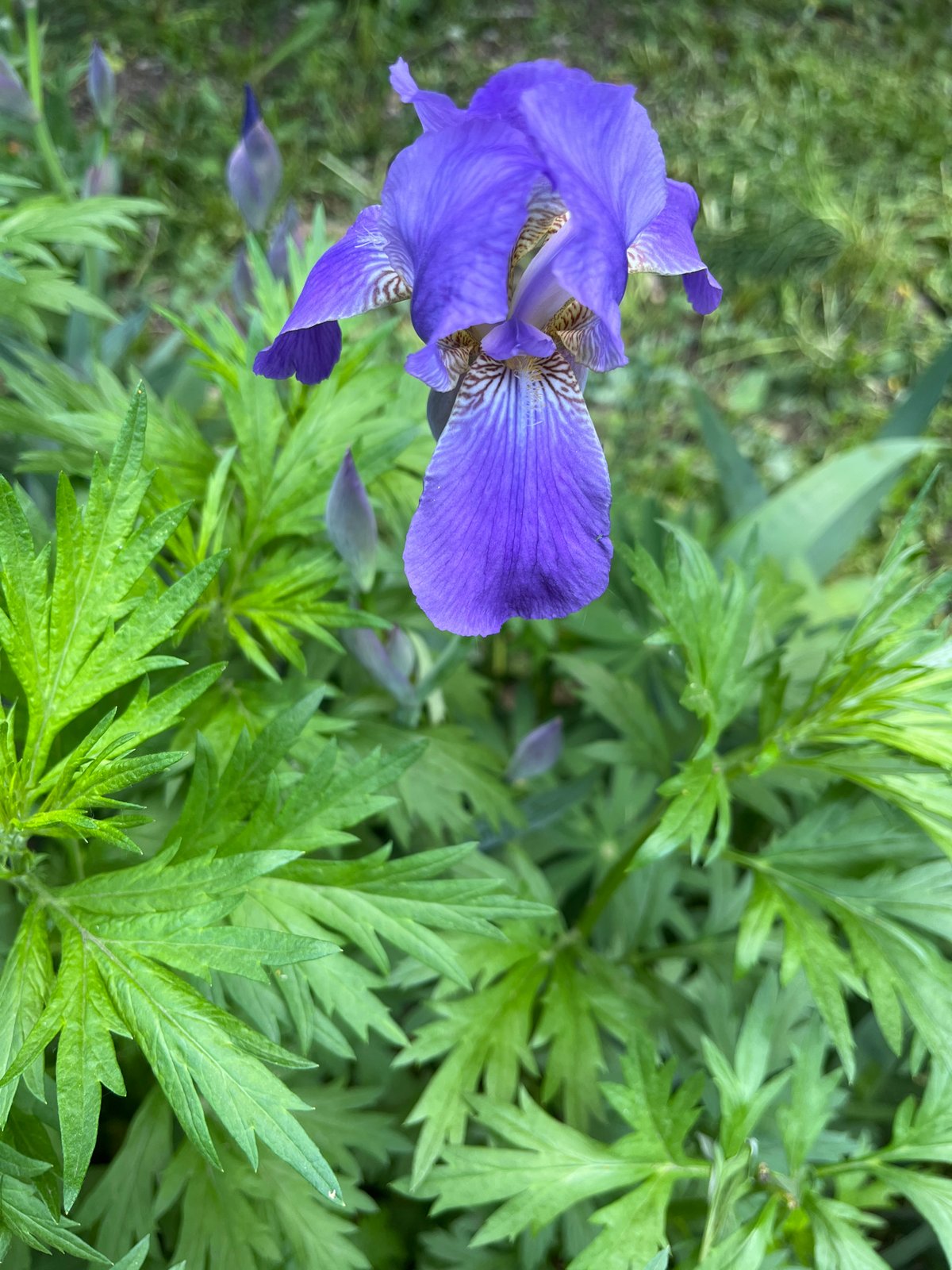 Morning garden documentation includes various spring flowers and breakfast items