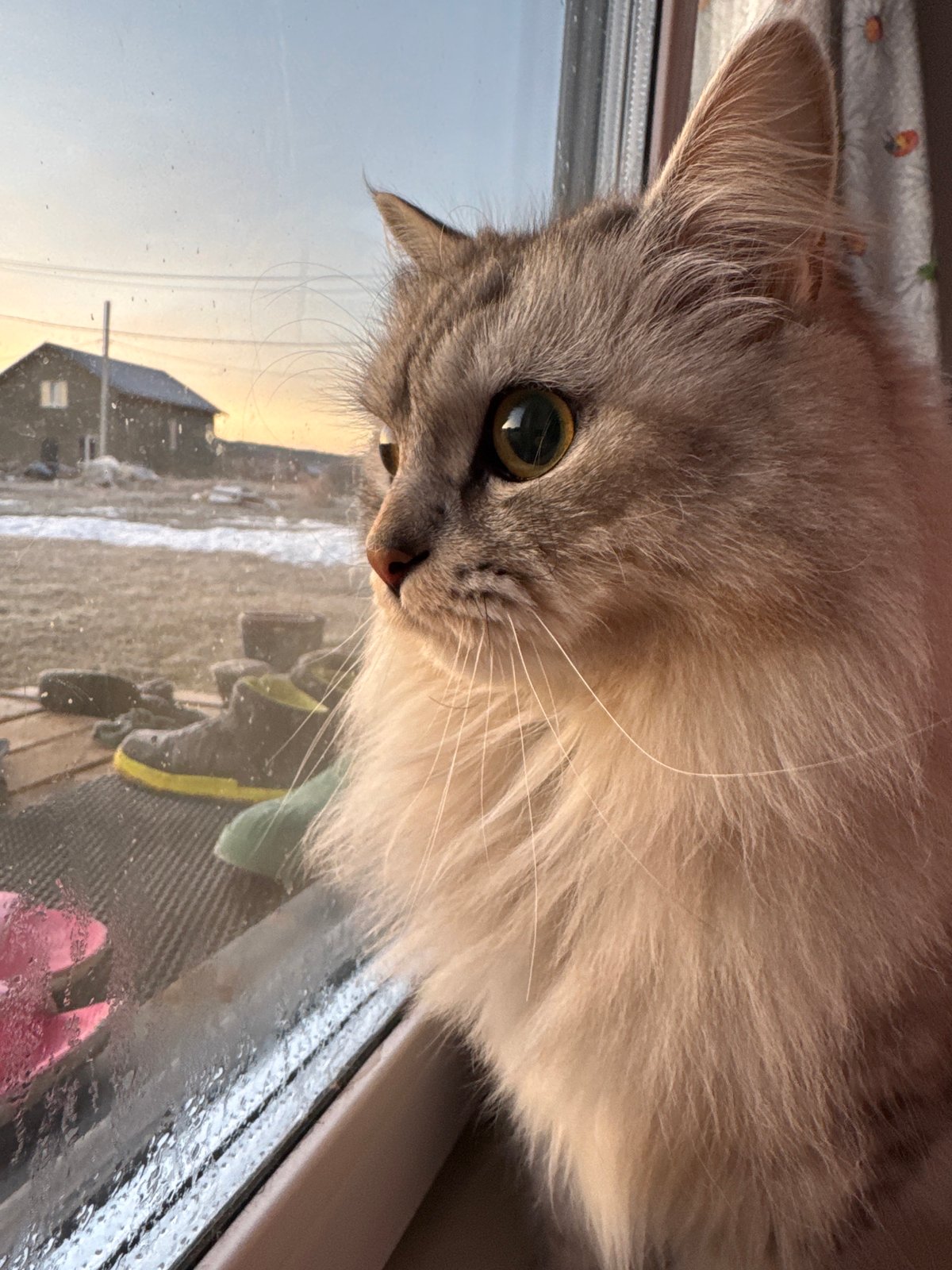 Woman and cat share quiet window moment in rural Russia