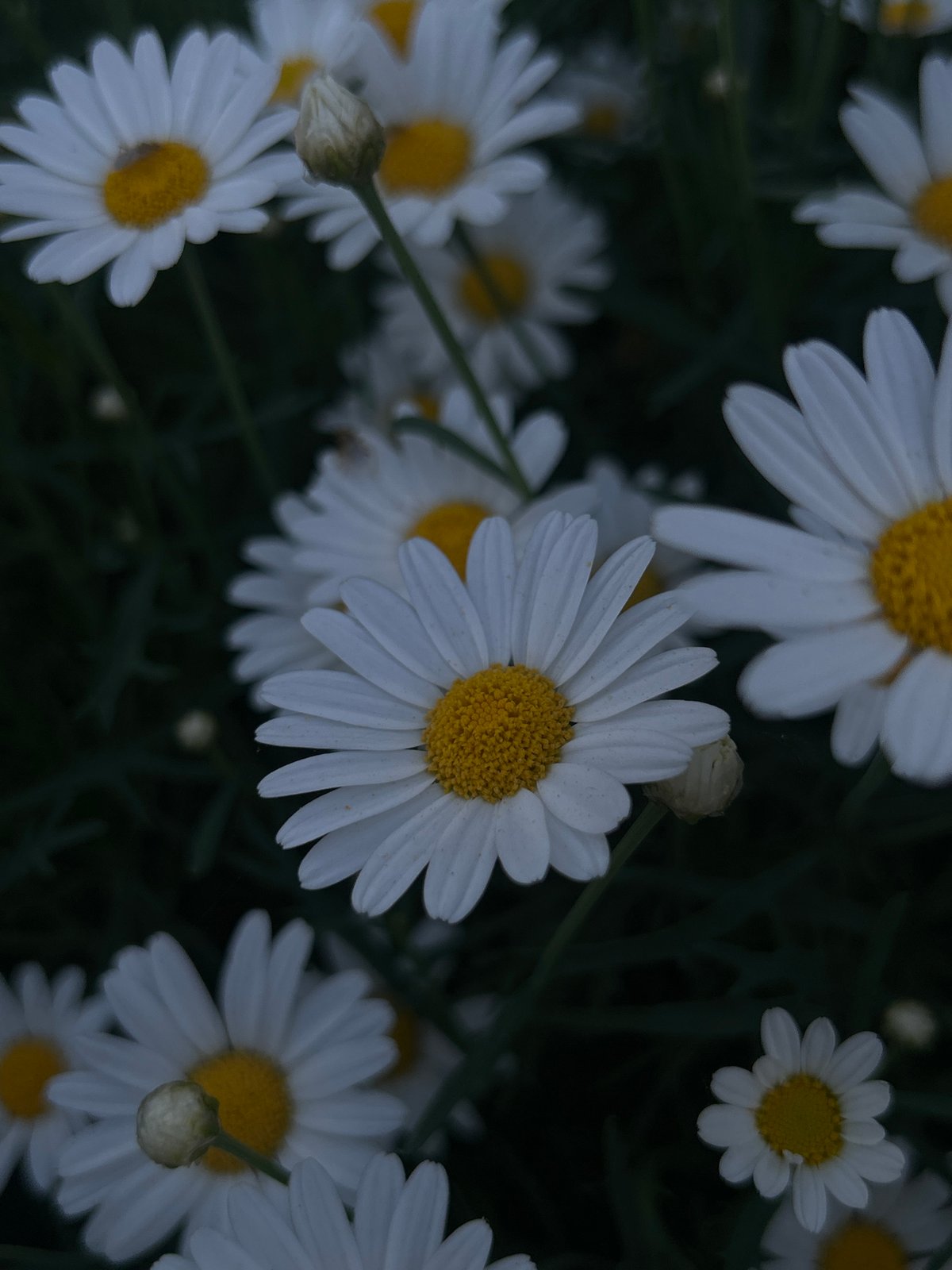 Spring afternoon moments: flowers bloom, ice cream shared outdoors