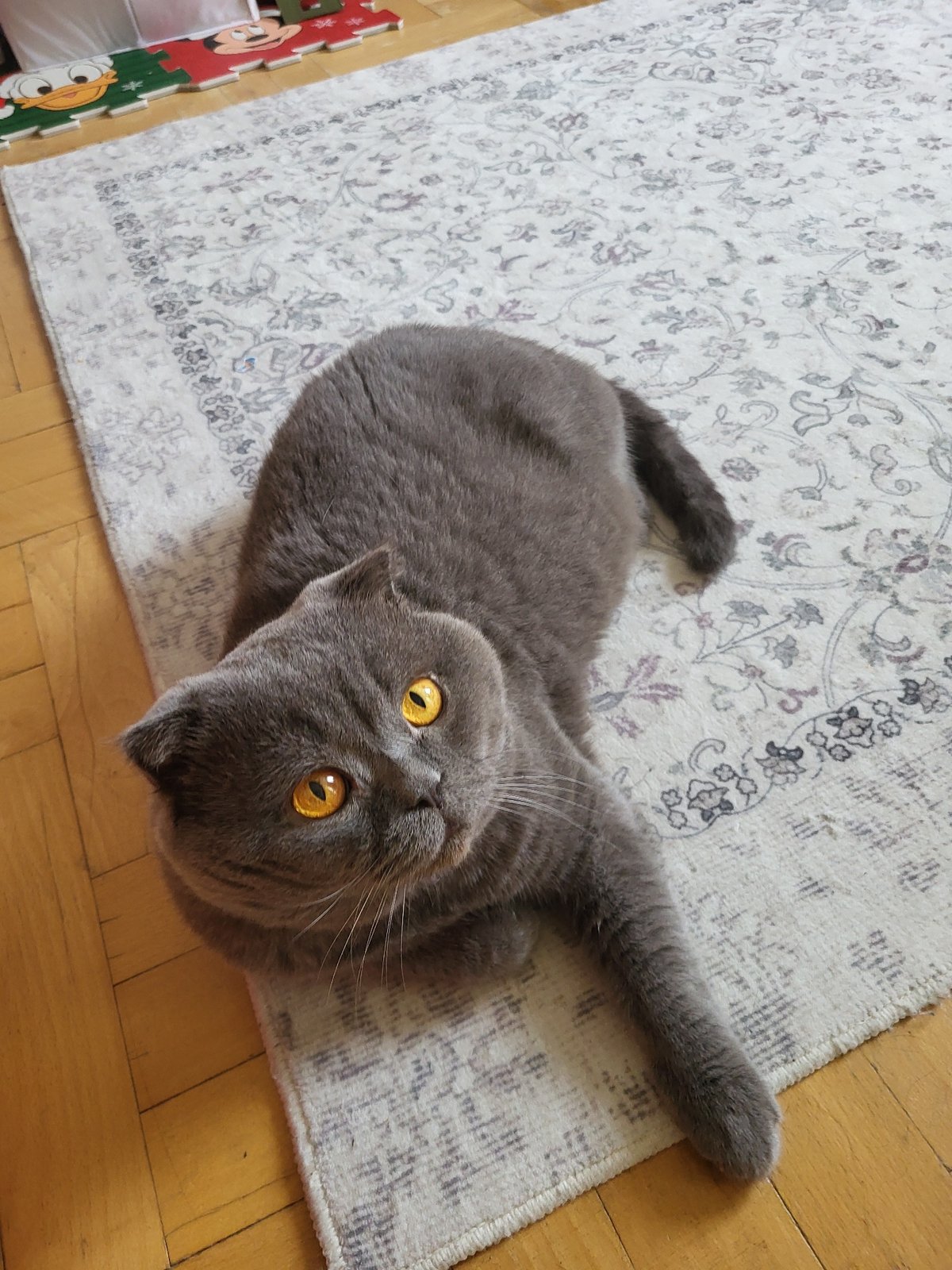 Scottish Fold cat lounges on a rug surrounded by kids' toys