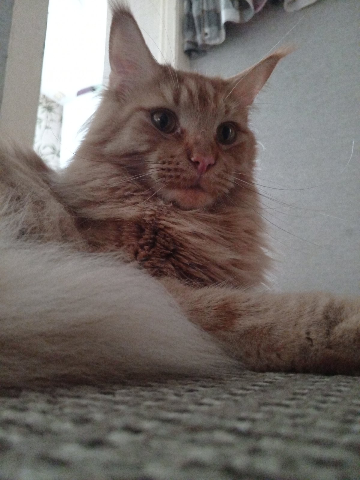 Fluffy orange tabby cat photographed up close in Krasnoyarsk