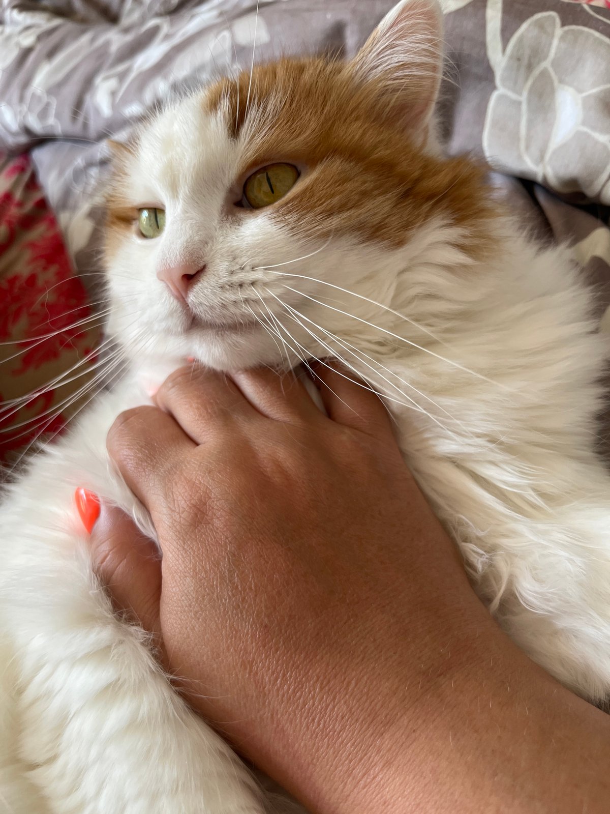 Three cats relaxing and getting petted at a Korolyov home