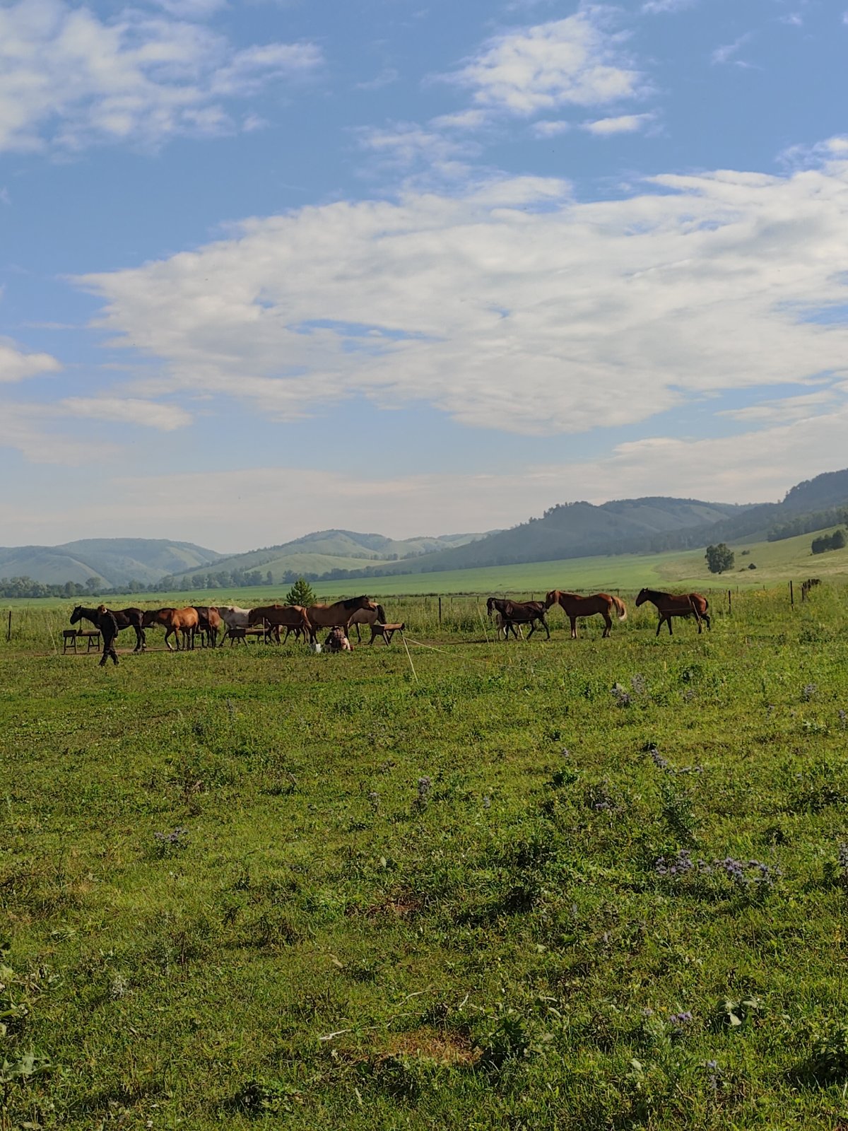 Mixed herd of horses grazing in a fenced field
