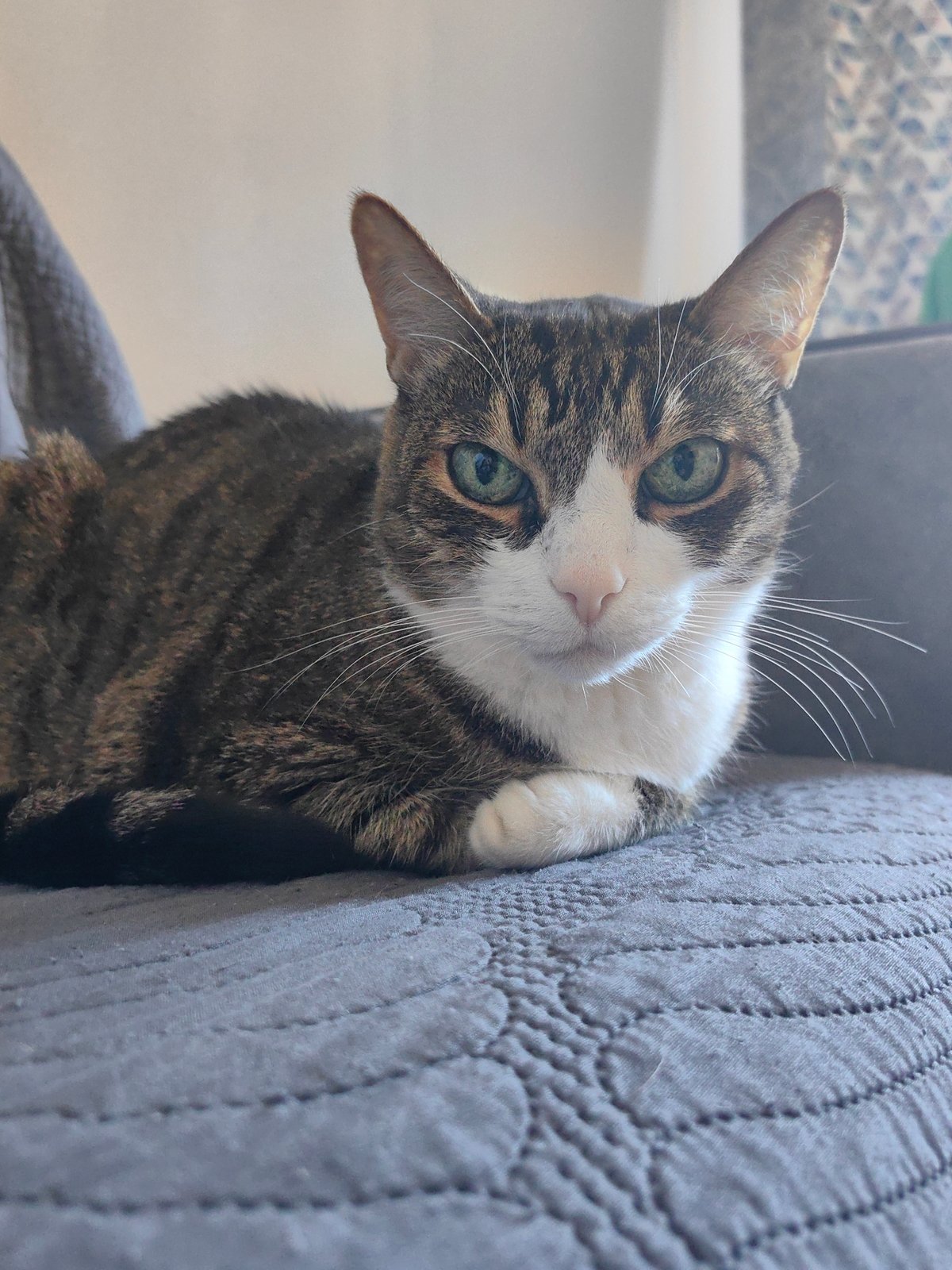 Tabby cat lounging at home alongside a Bork air purifier