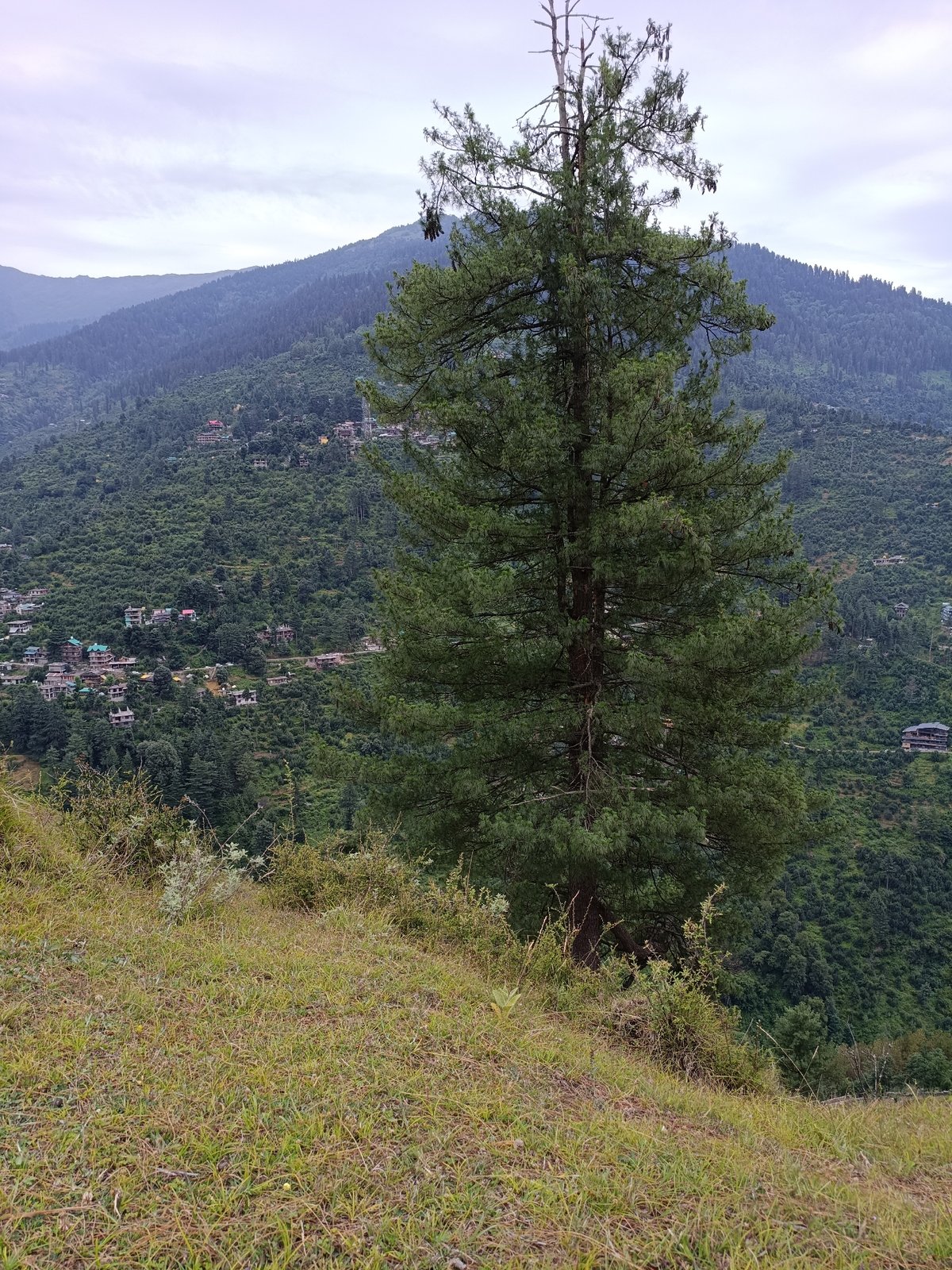 Pine forests and snowy peaks in Damadi, Himachal Pradesh