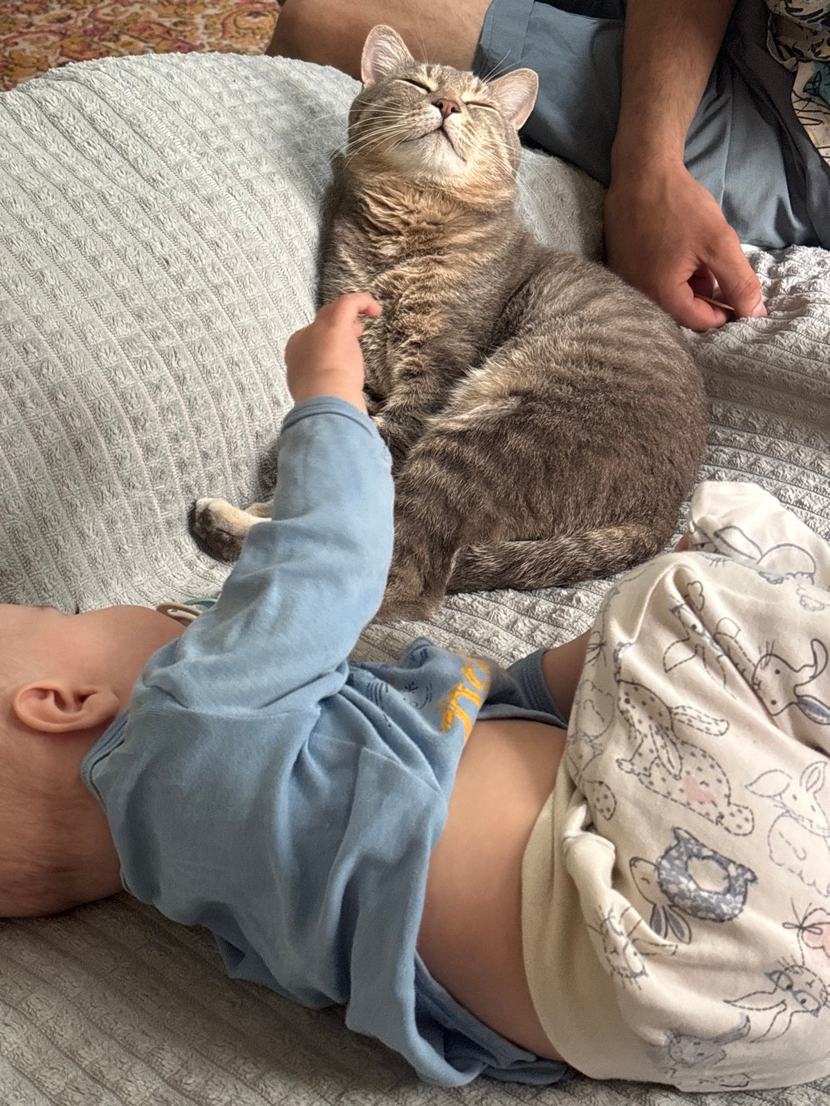 Morning domestic routine with cat, baby captured in Russia