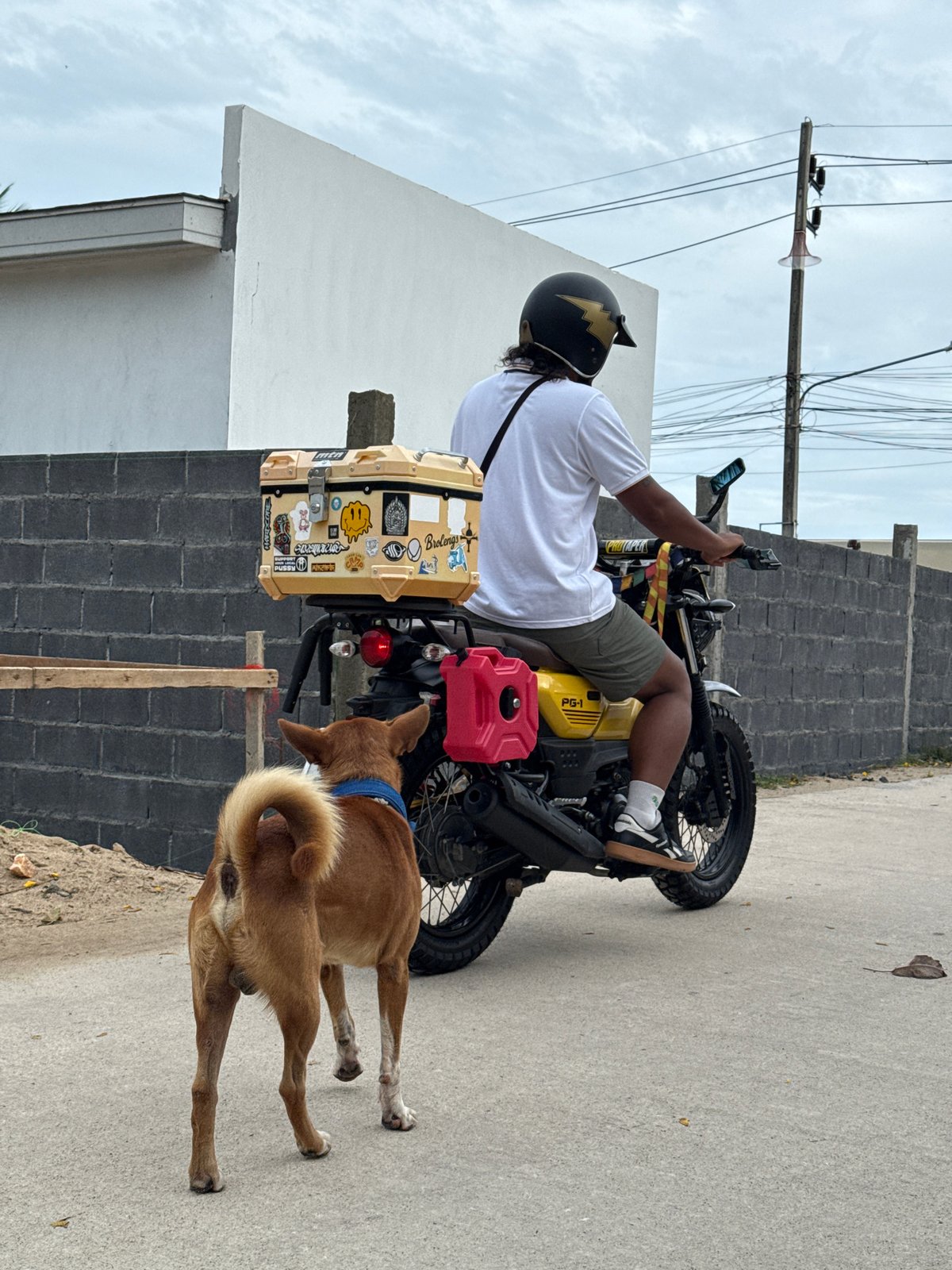 Blue-collared dog and a helmeted rider on Ko Samui streets