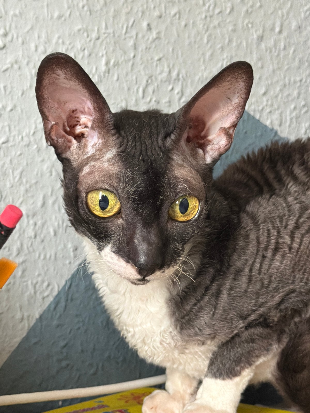 Cornish Rex cats at home in Yekaterinburg, morning shoot