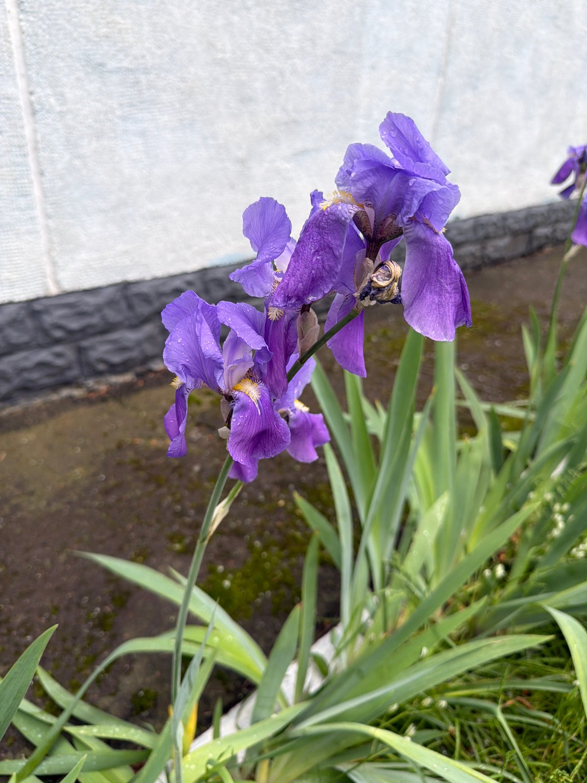 Purple iris flowers captured with morning dew droplets