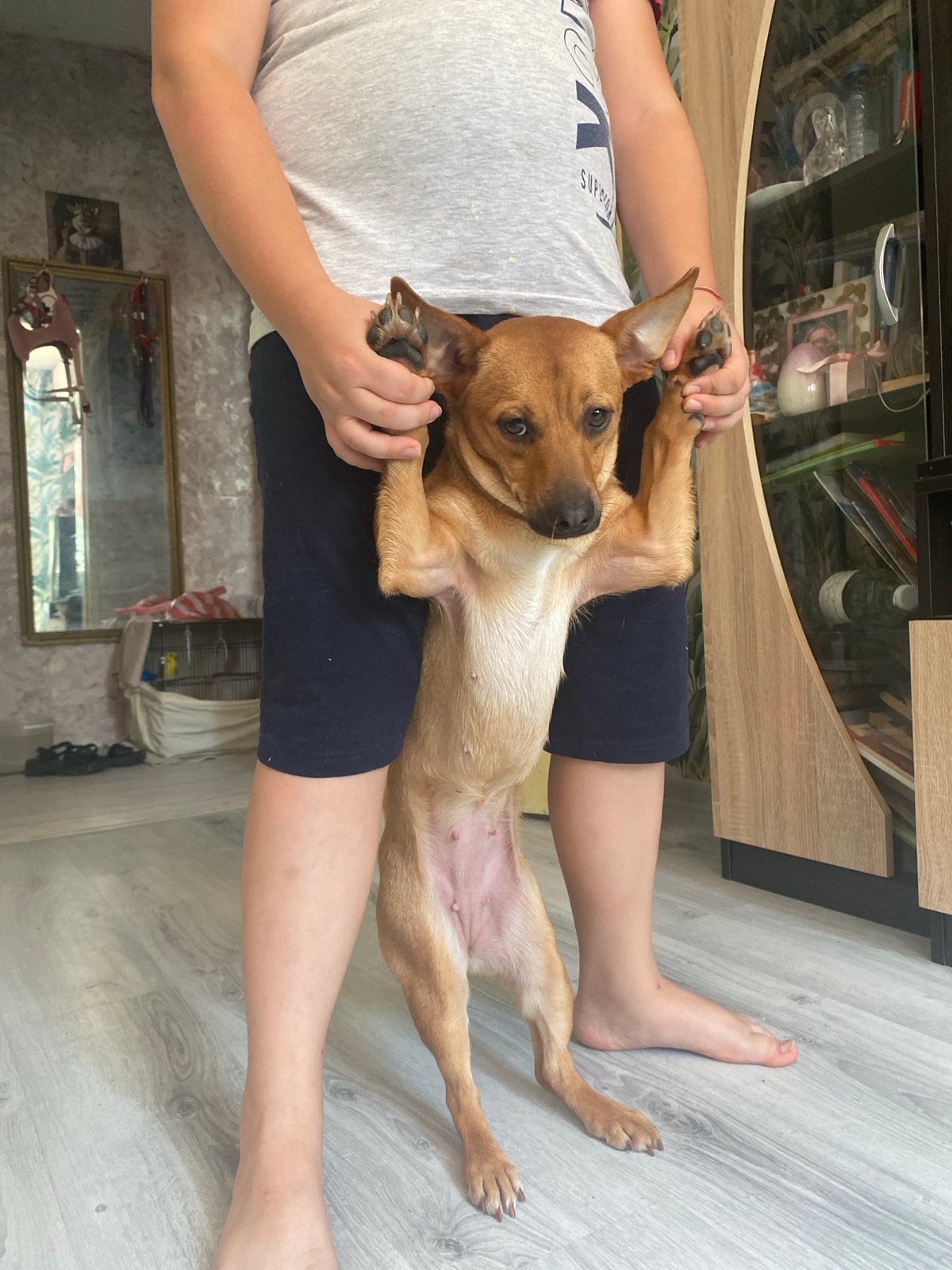 Pets, personal objects, and quiet home moments in Blagoevgrad
