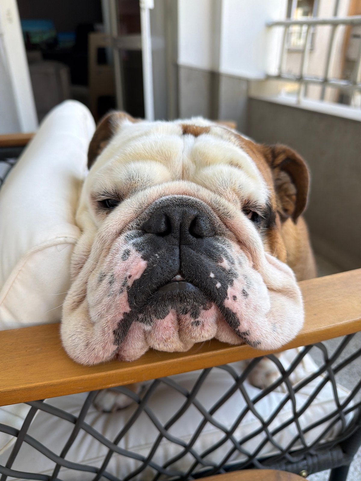 English Bulldog rests on outdoor chair in Sofia