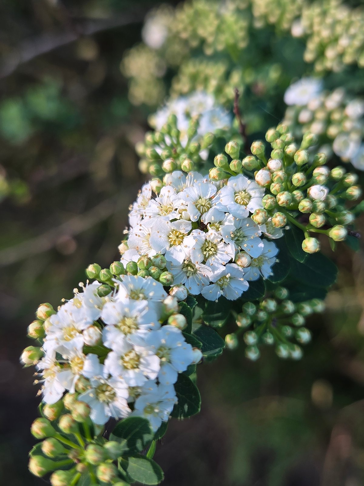Spring blooms documented in early morning Szczecin botanical observation