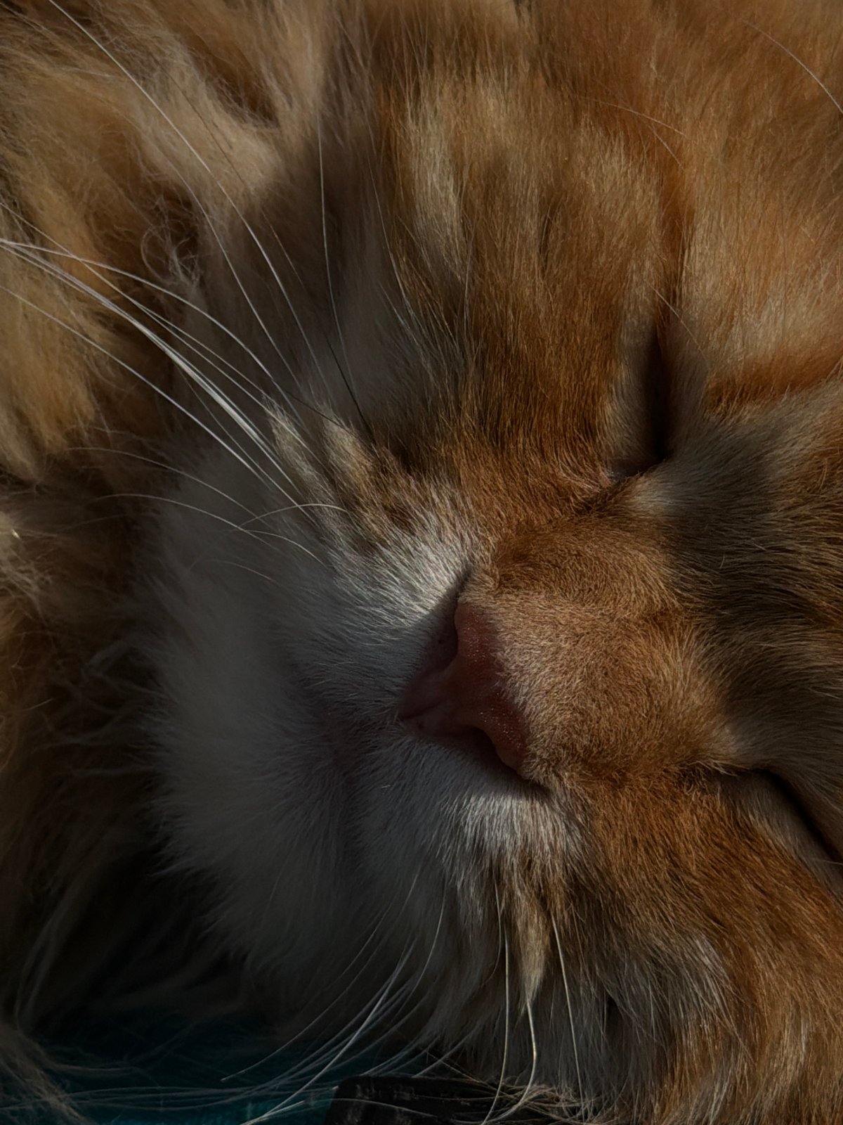 Orange tabby cat napping on a camping chair outdoors in Peniki