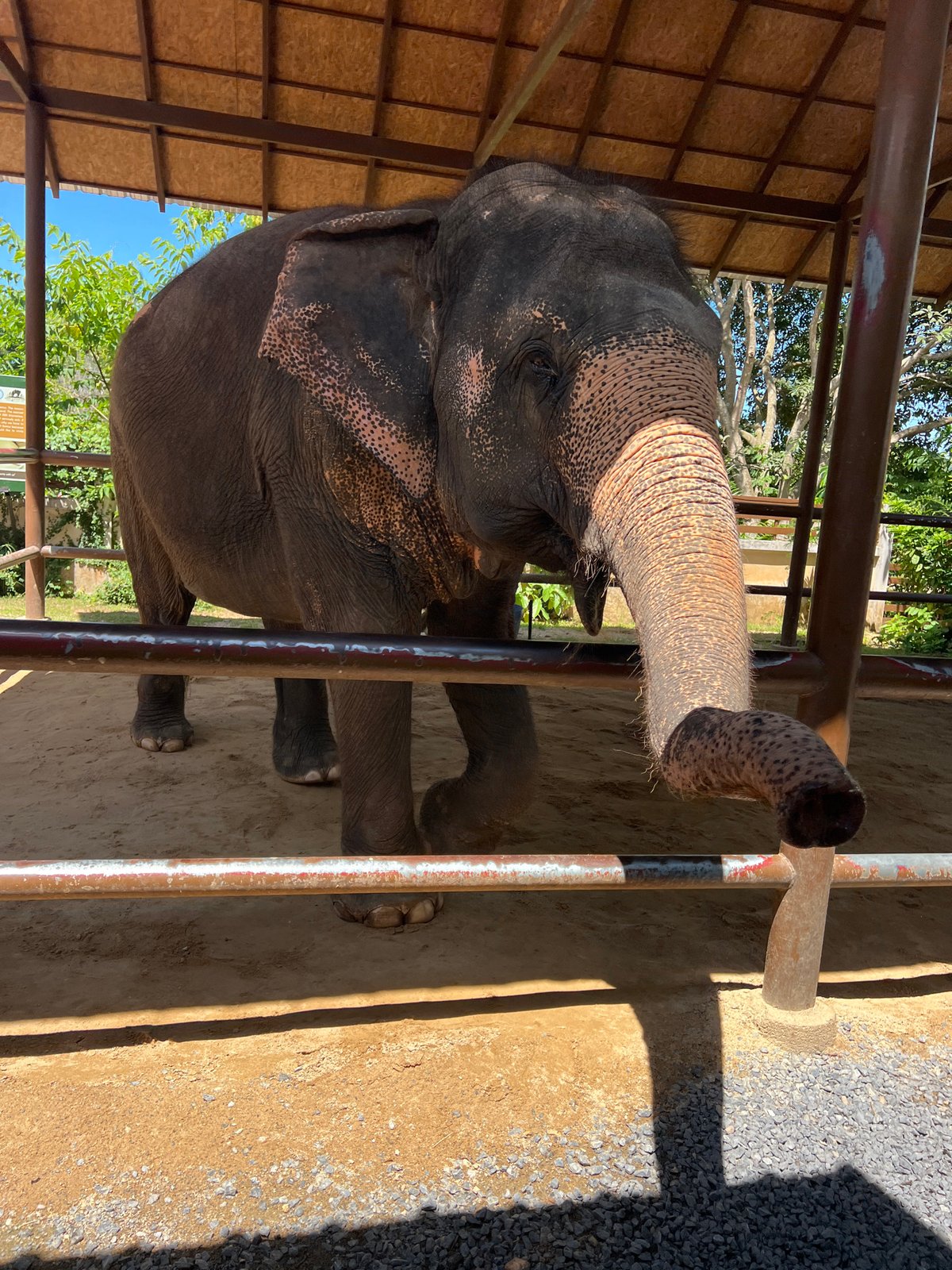 Elephants in a wooden enclosure, Baan Thurian