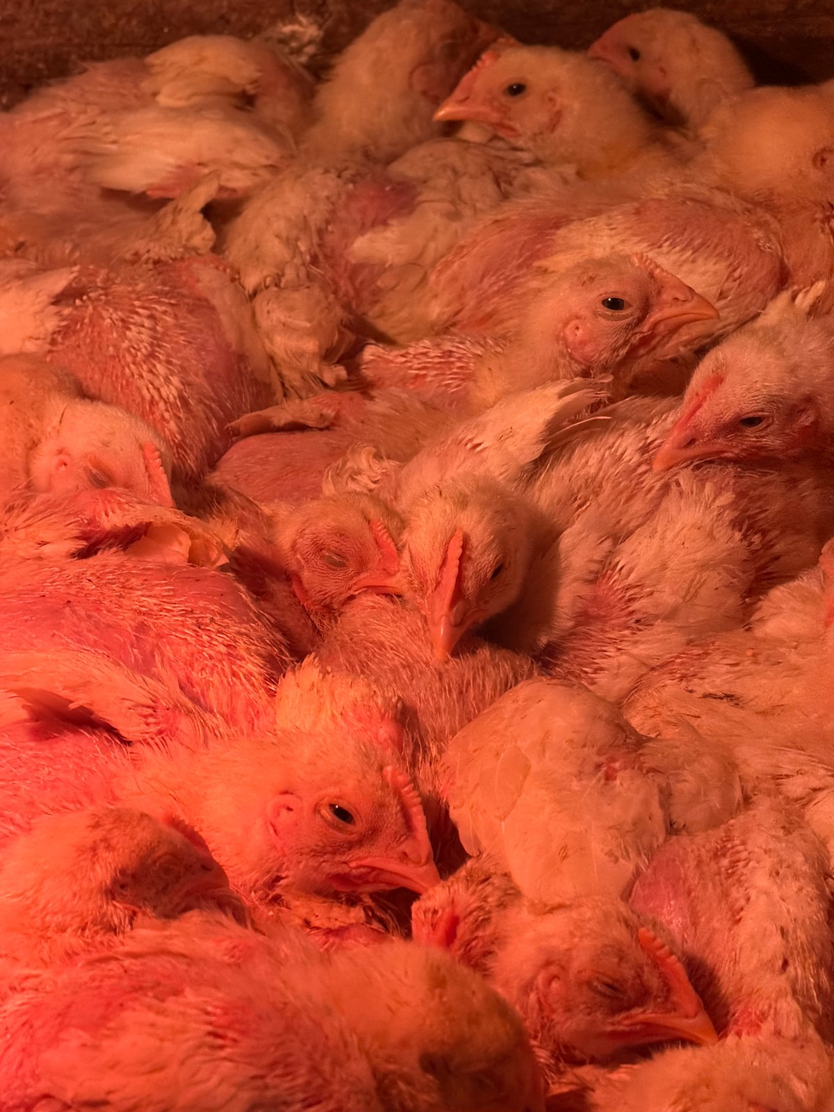 Chickens gather under heat lamps at Russian poultry facility