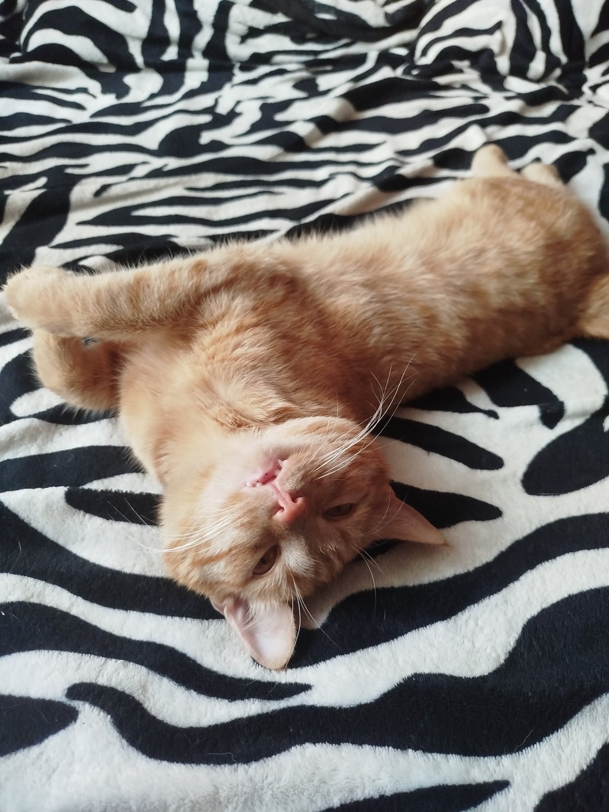 Orange tabby lounging on a zebra blanket, fully unbothered