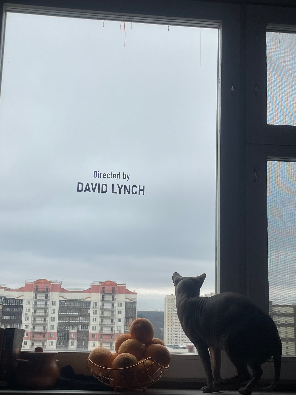 Sphynx cat sits on windowsill during overcast morning