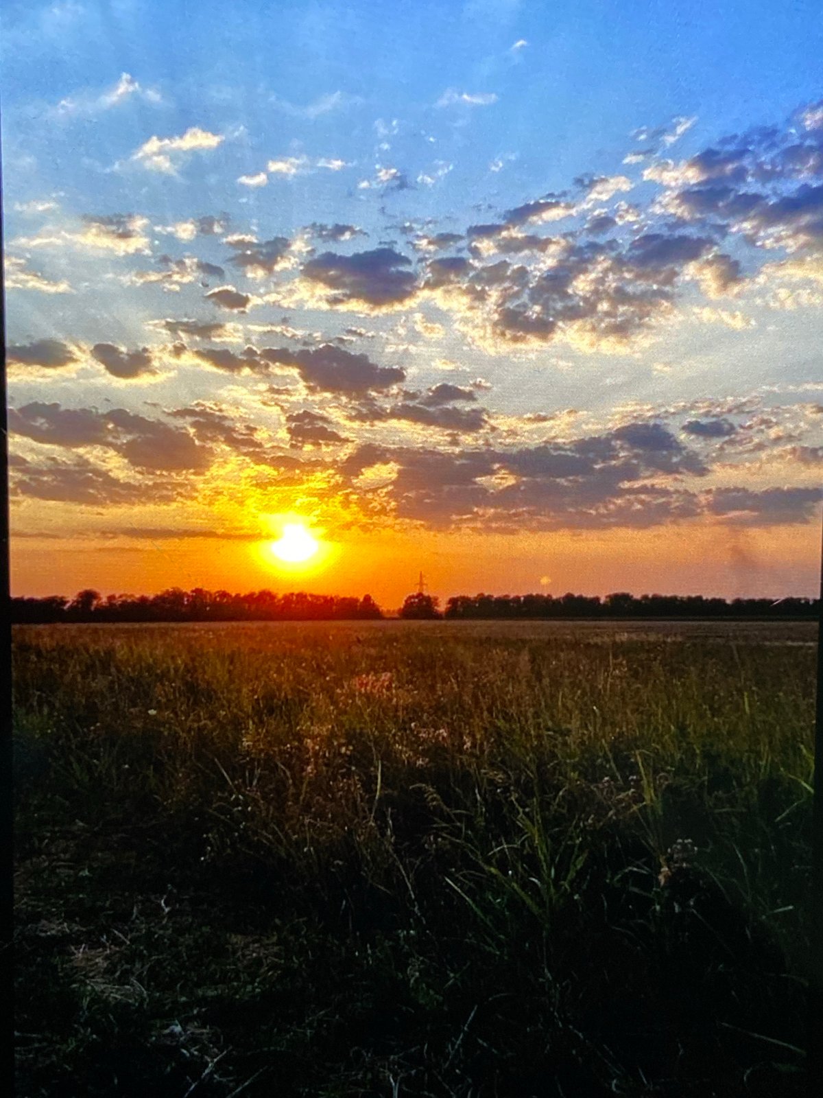 Golden hour across a wild grass field at dusk