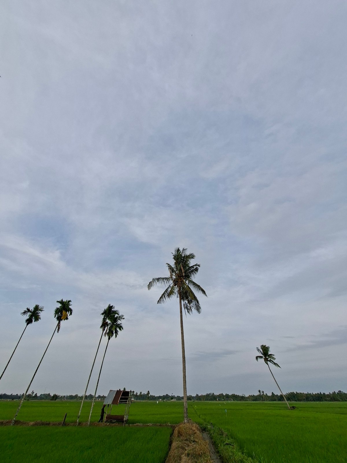 Rural life and rice harvest in Kayeepanyang, Indonesia