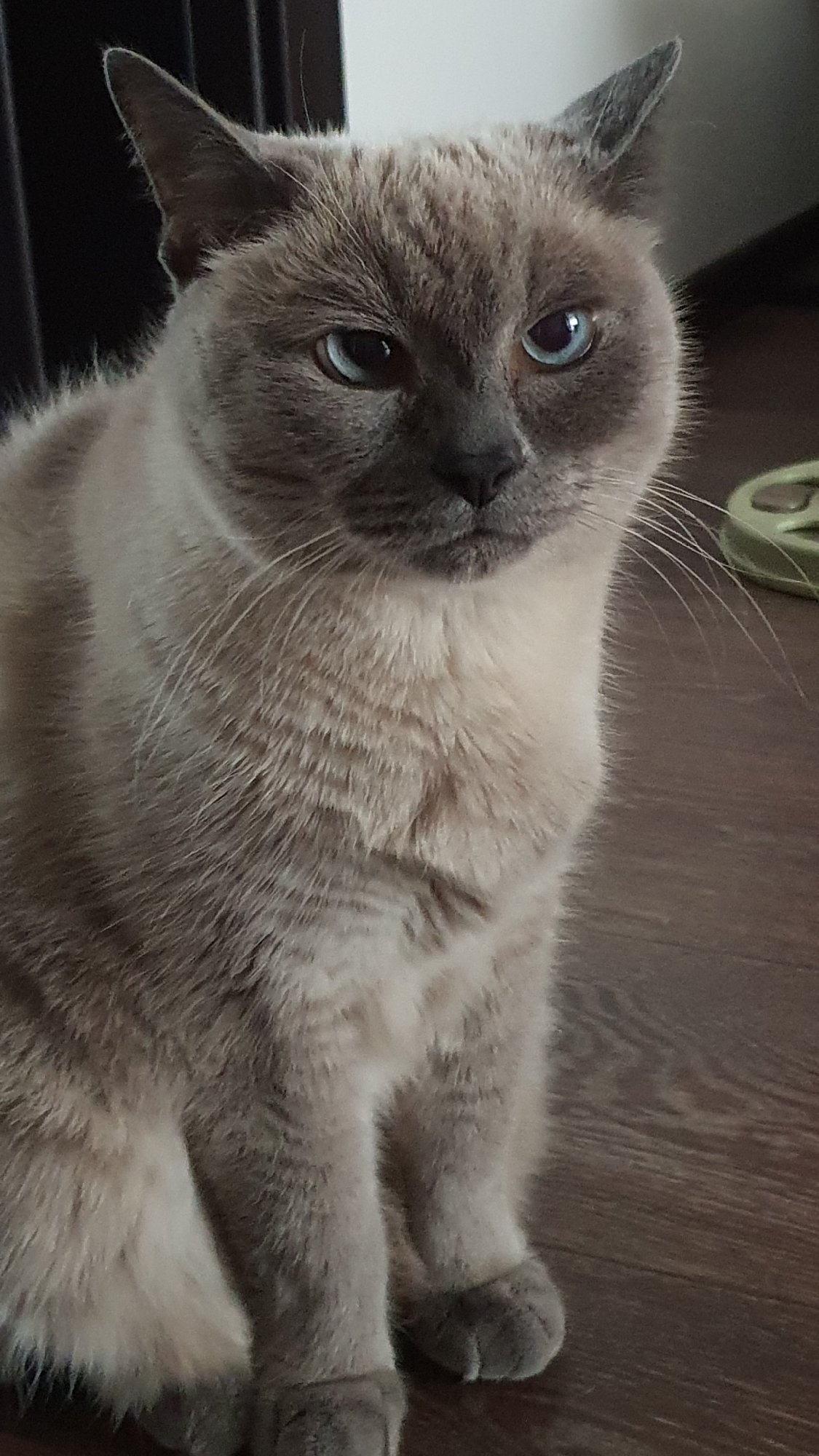 Siamese cat roams a Krasnoyarsk apartment floor