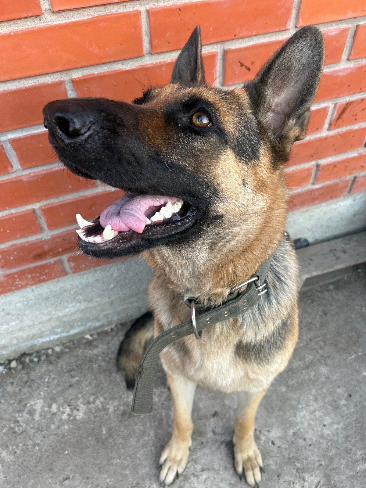 German Shepherd chilling outside in Abakan, Russia